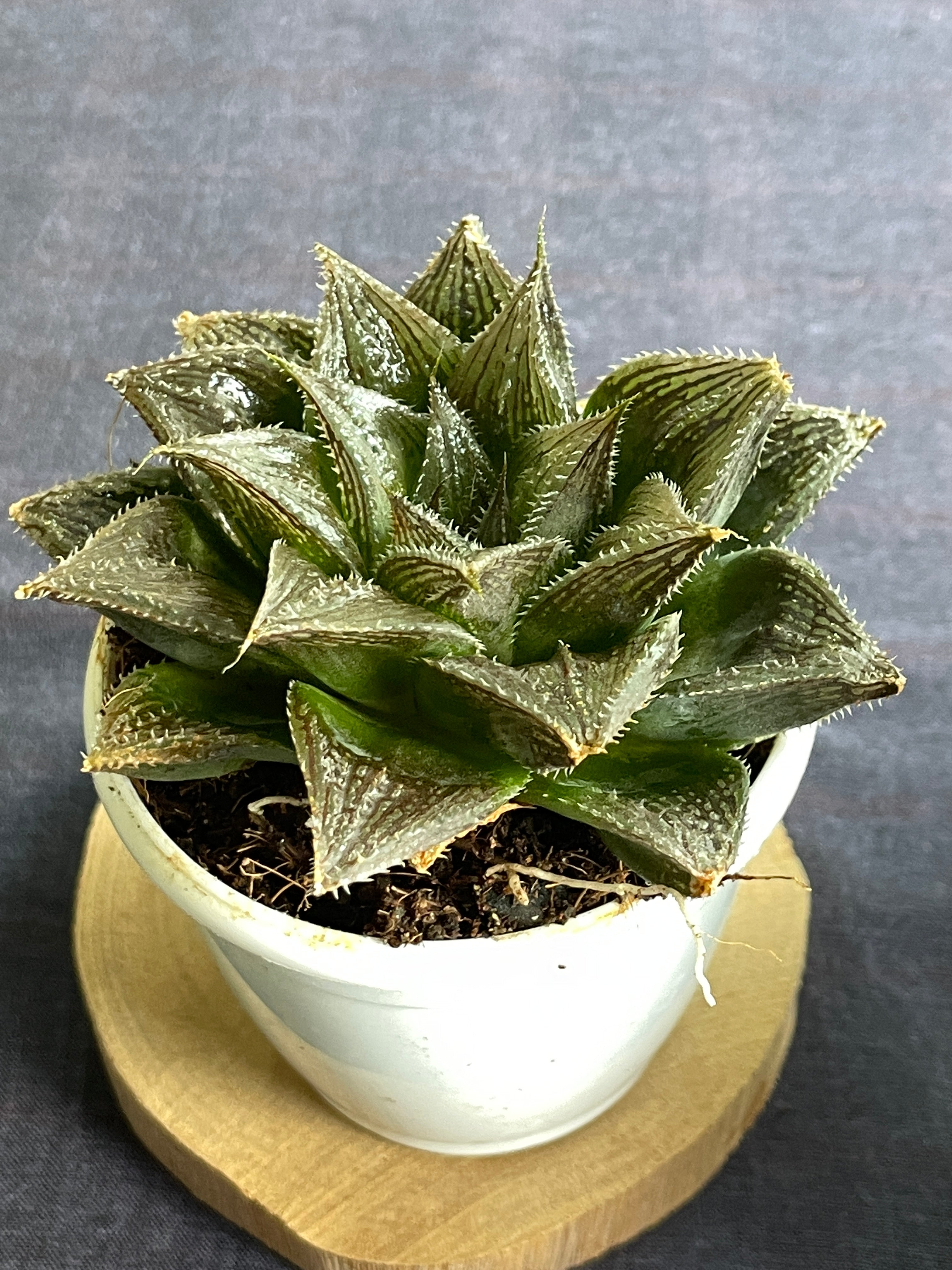 Haworthia Hairy 15