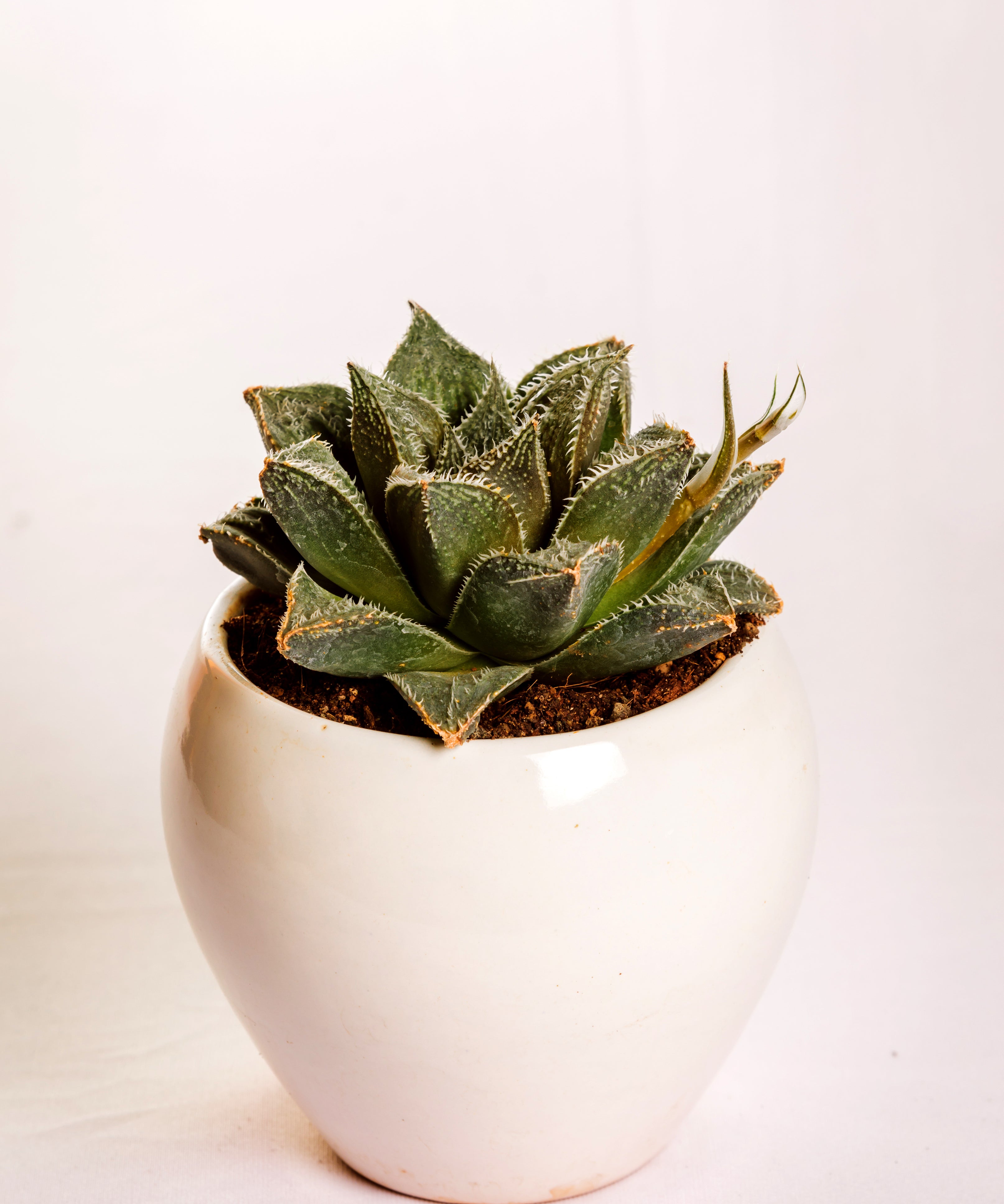Haworthia Hairy 7