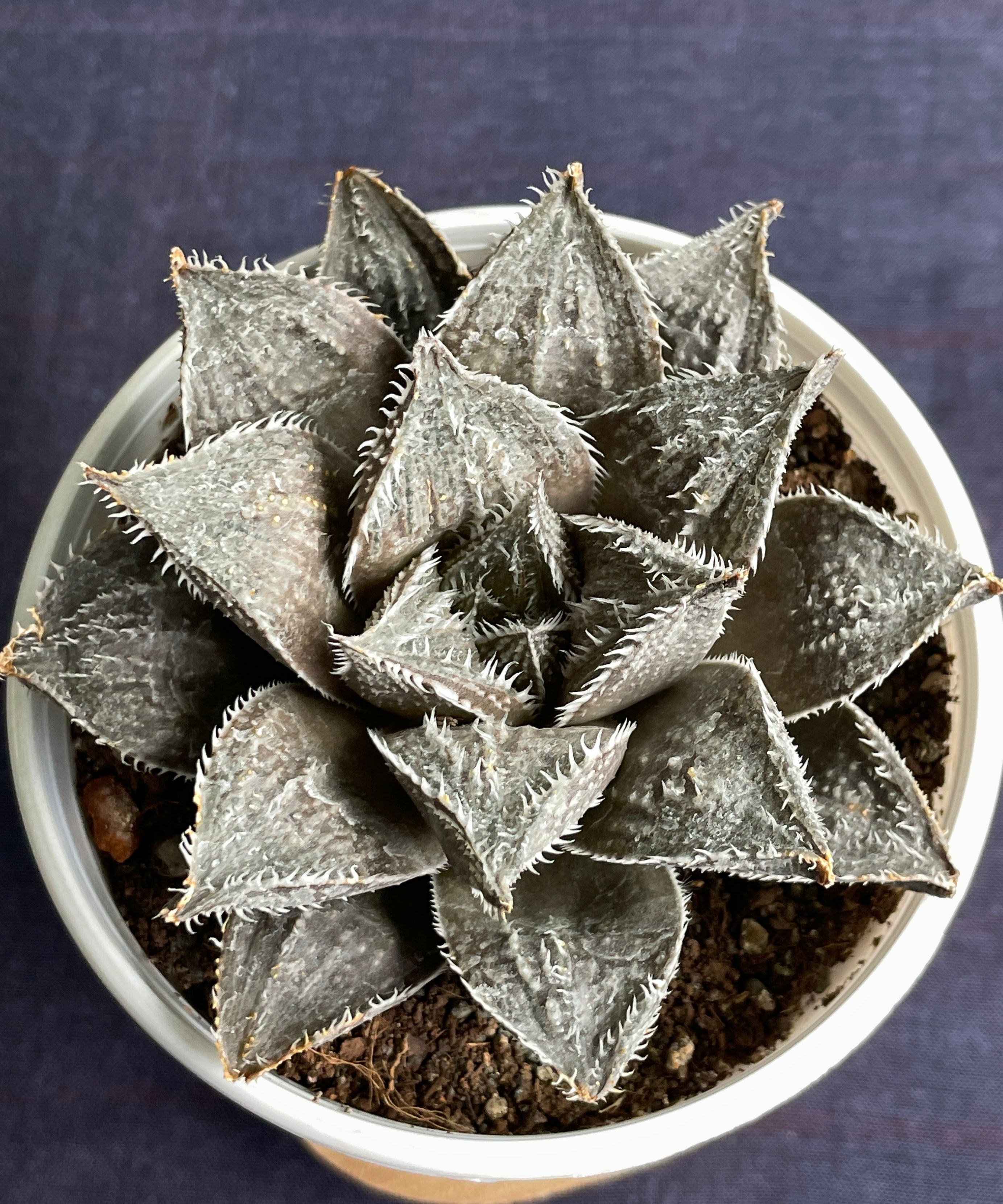 Haworthia Hairy 7