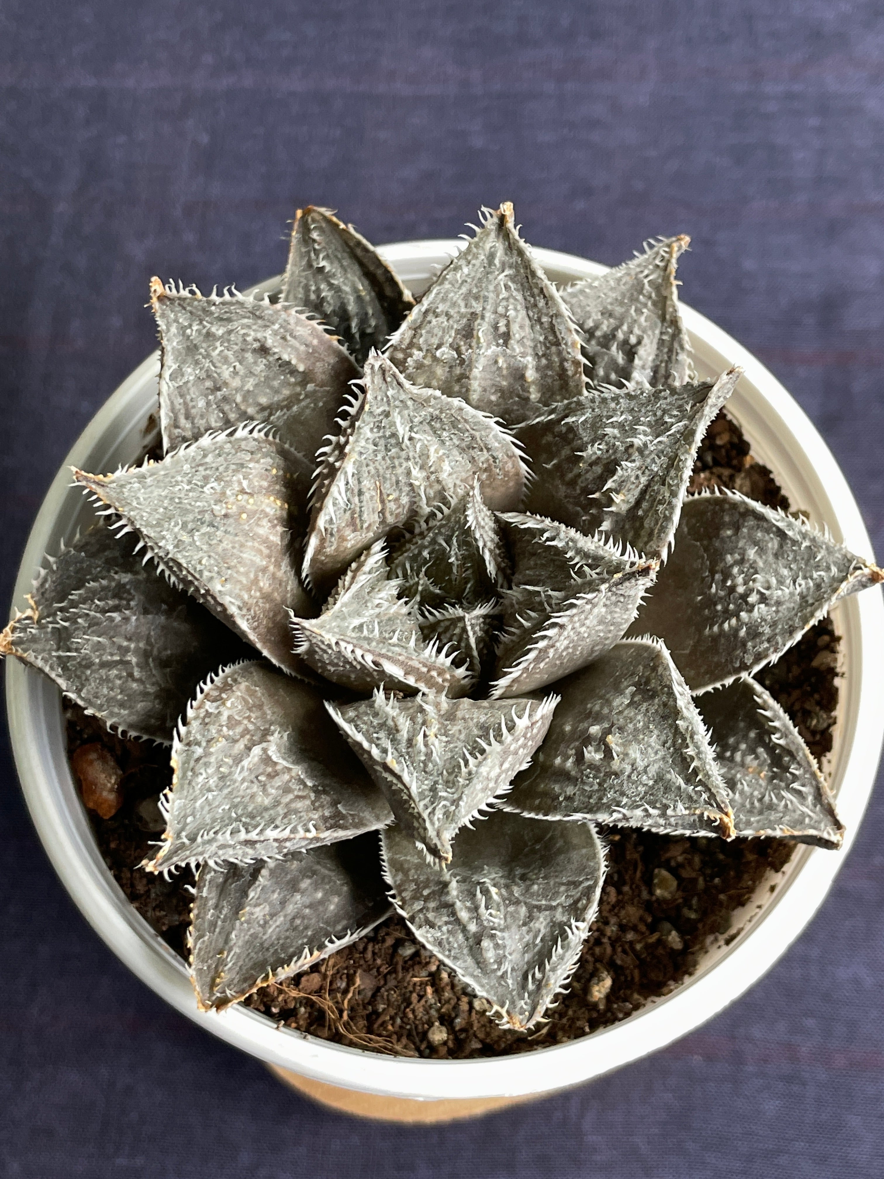 Haworthia Hairy 7