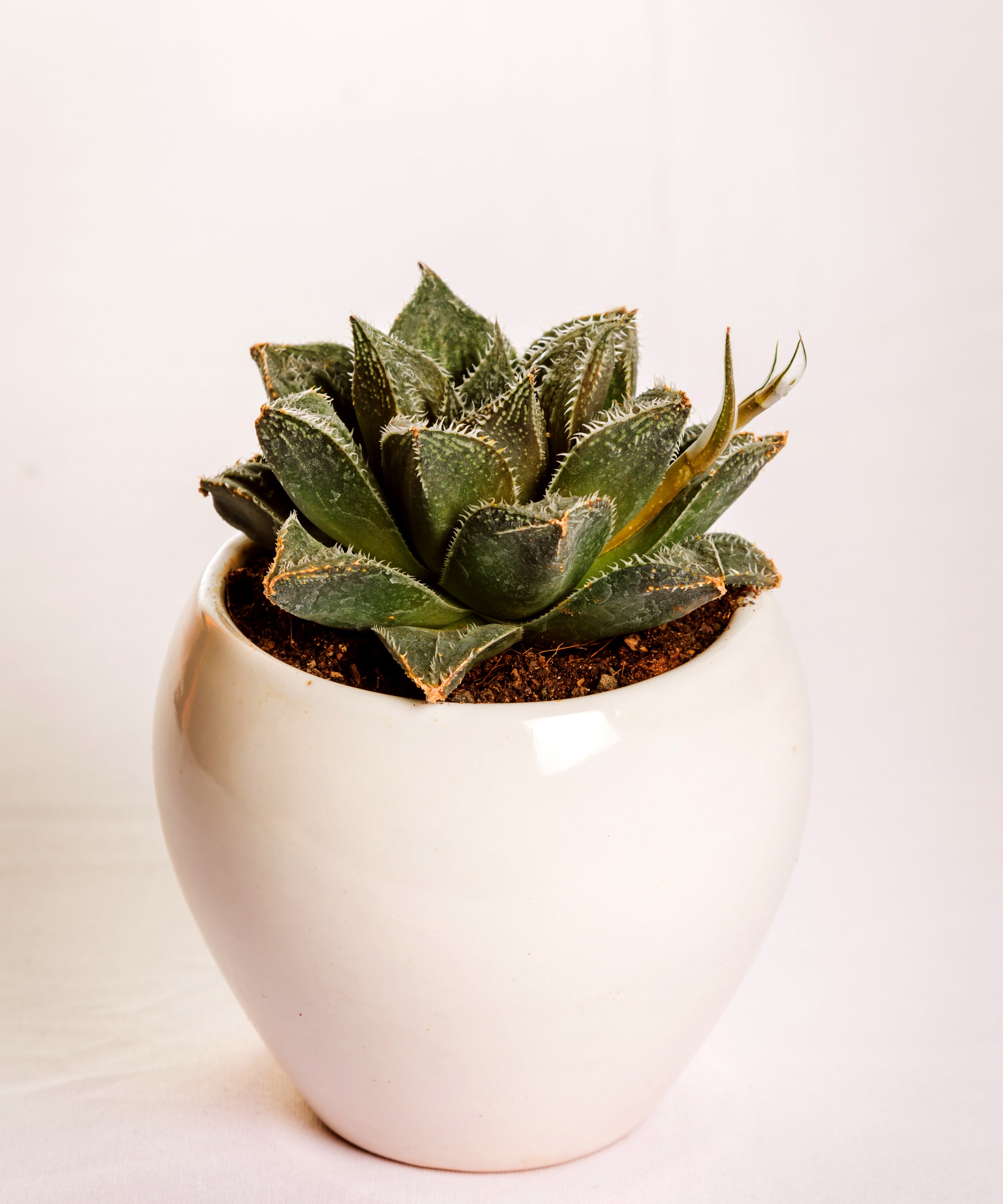 Haworthia Hairy 7