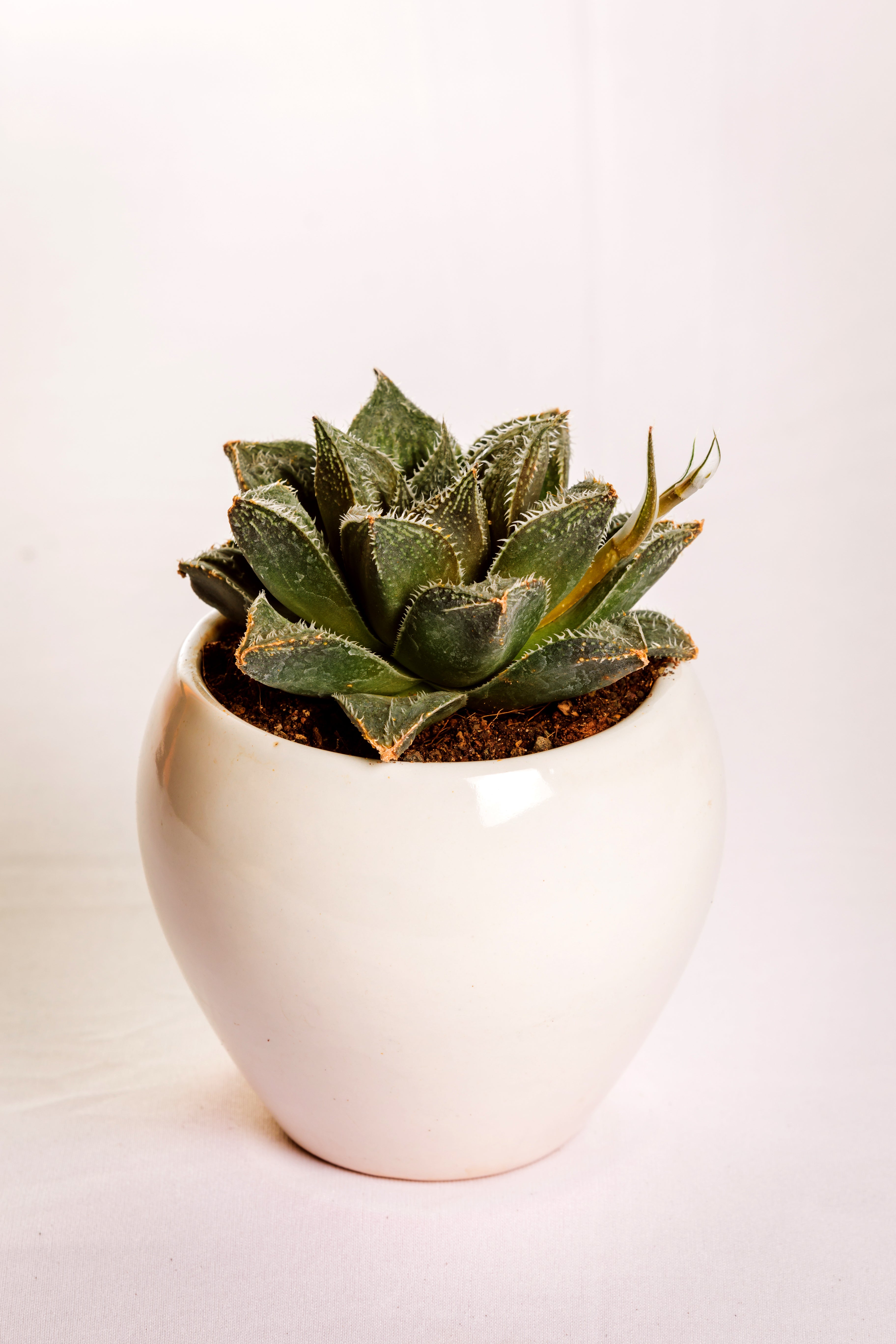 Haworthia Hairy 7