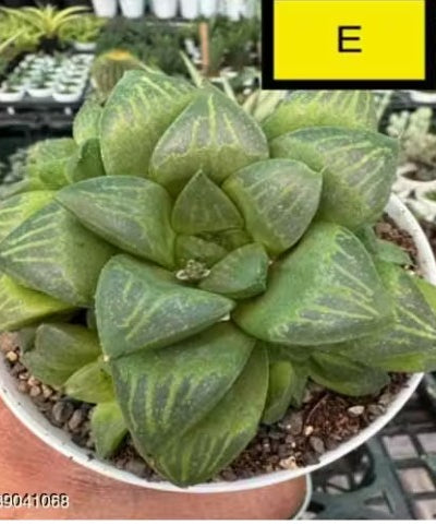 Haworthia Hybrid E