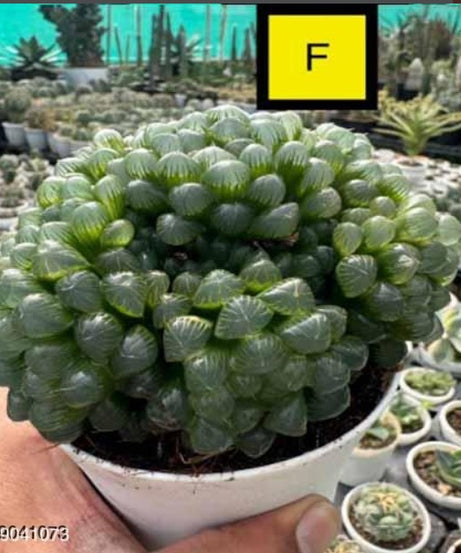 Haworthia Hybrid F