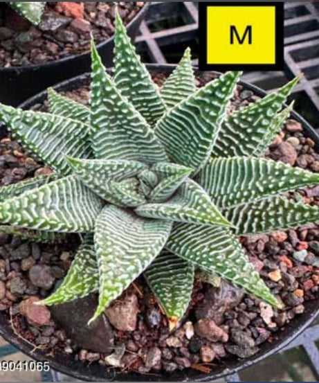 Haworthia Hybrid M