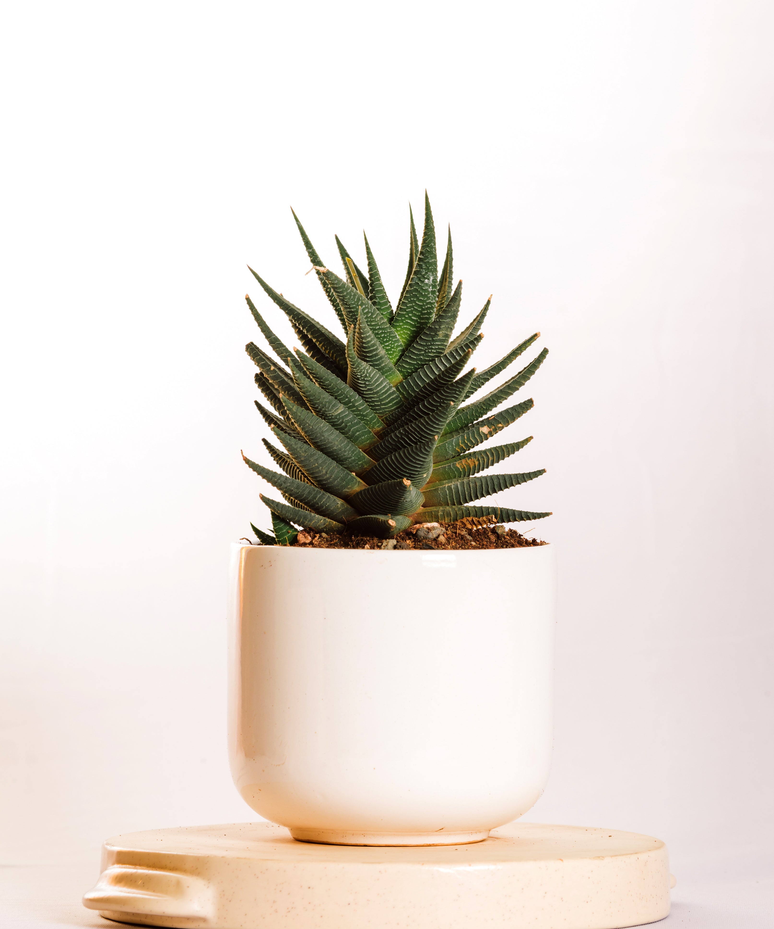 Haworthia Limifolia X Fasciata