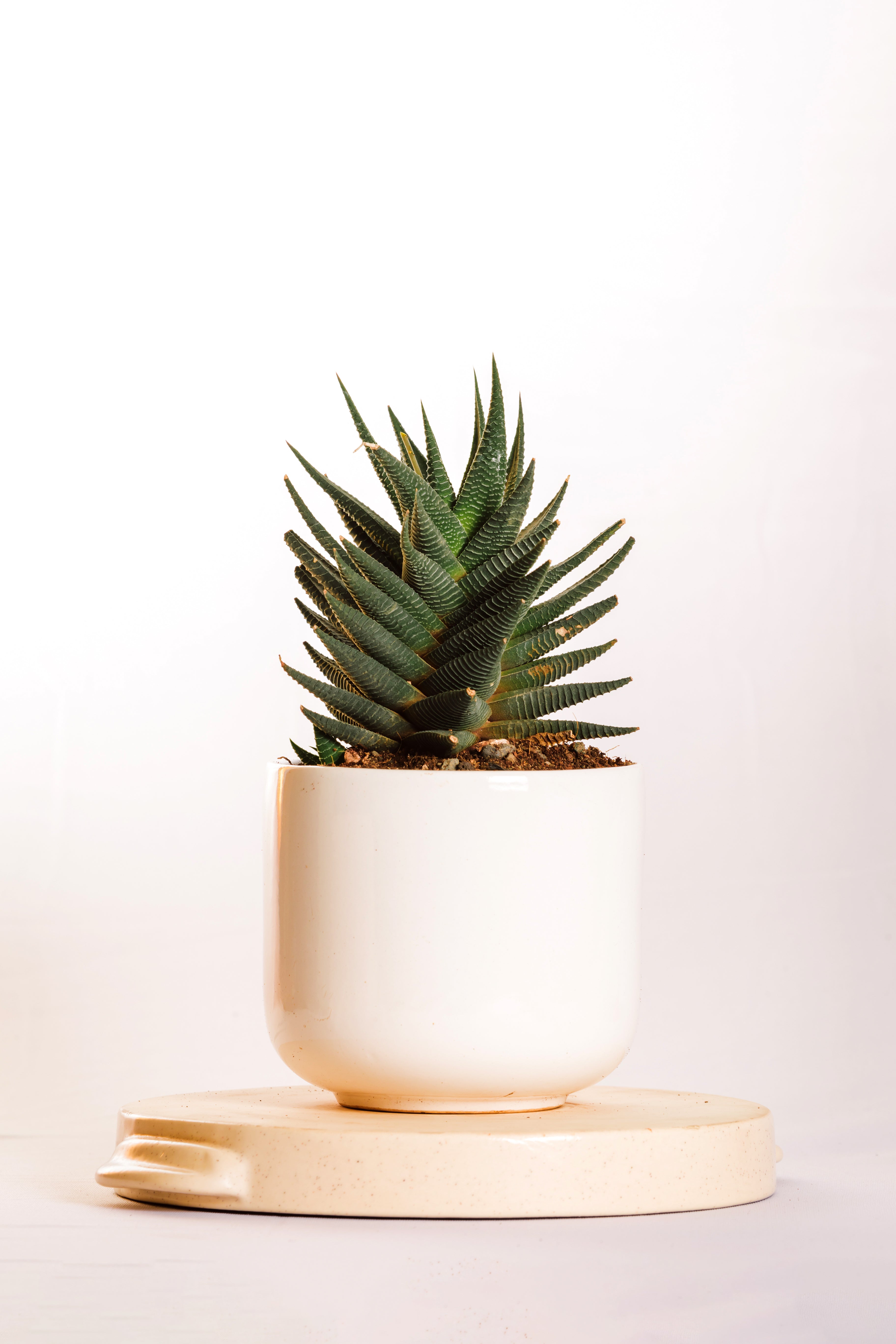 Haworthia Limifolia X Fasciata