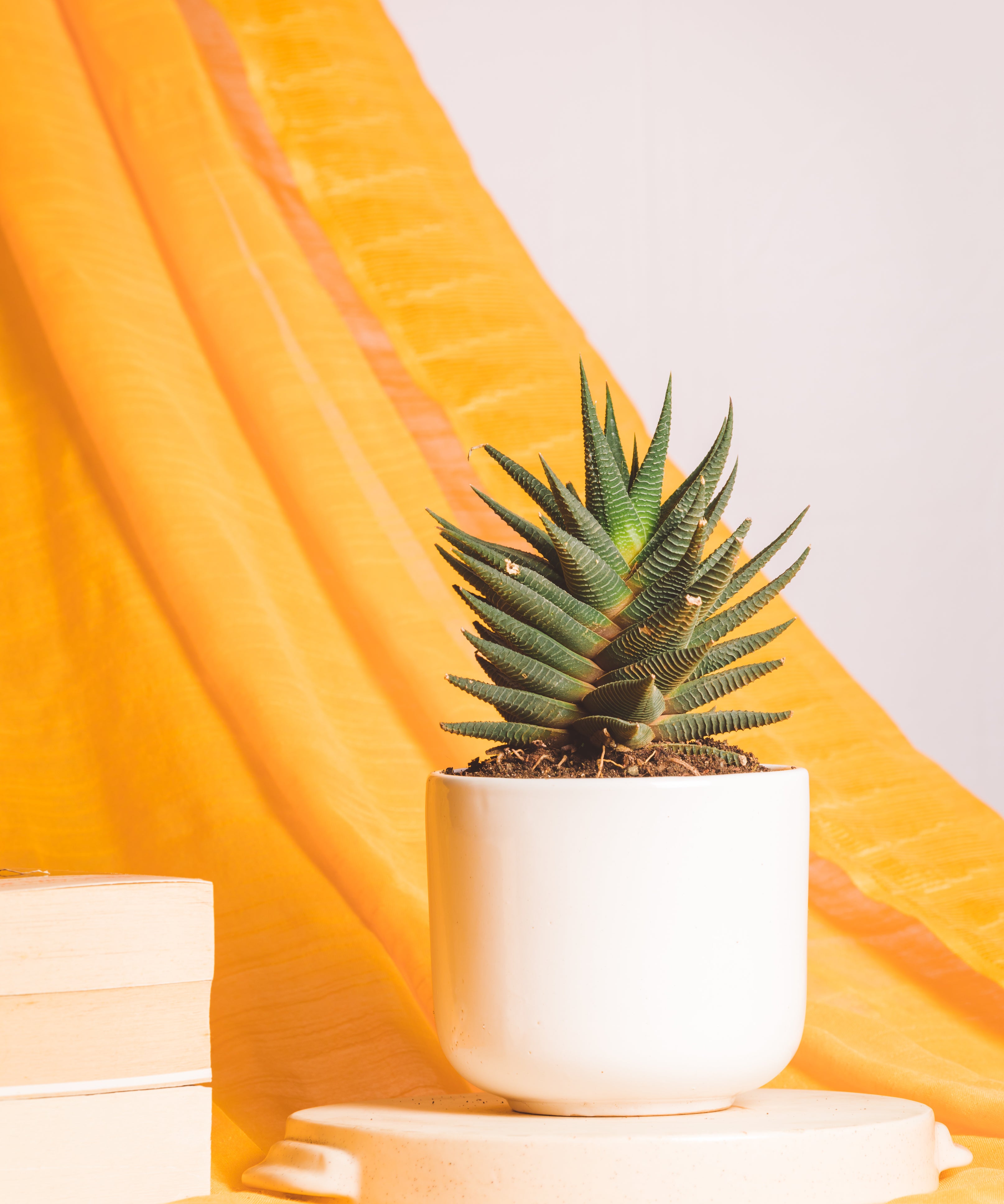 Haworthia Limifolia X Fasciata