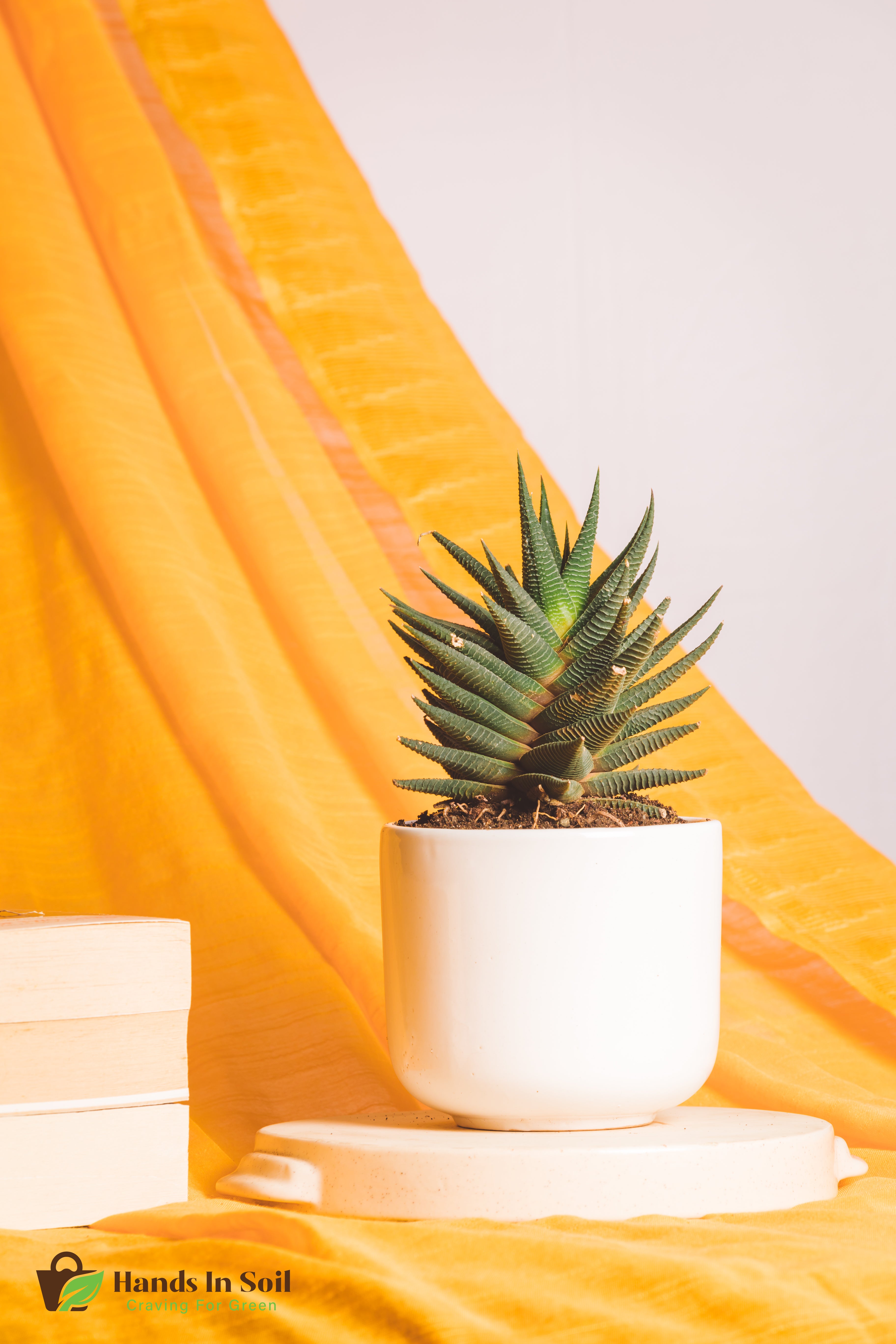 Haworthia Limifolia X Fasciata
