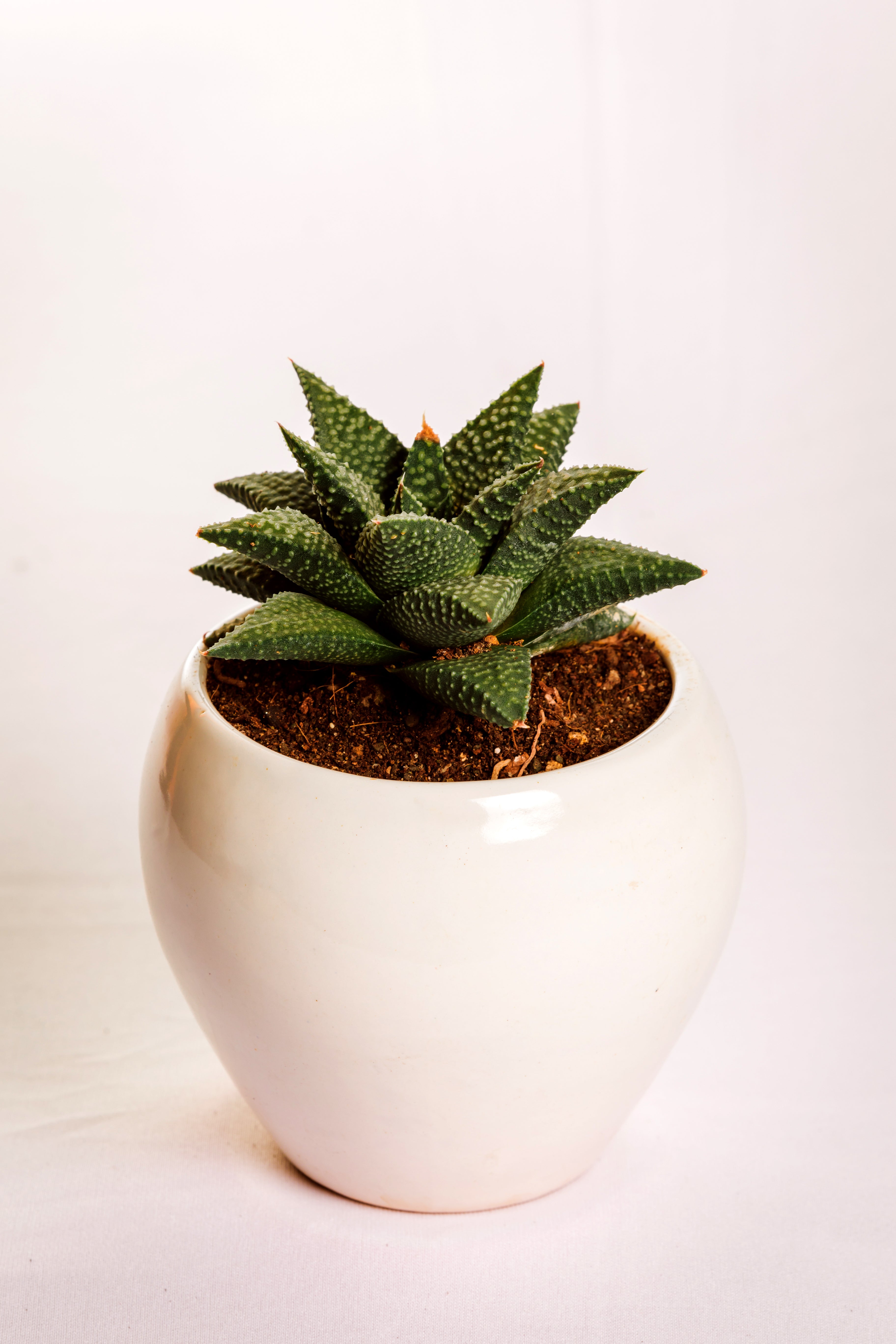 Haworthia Pumila Donut