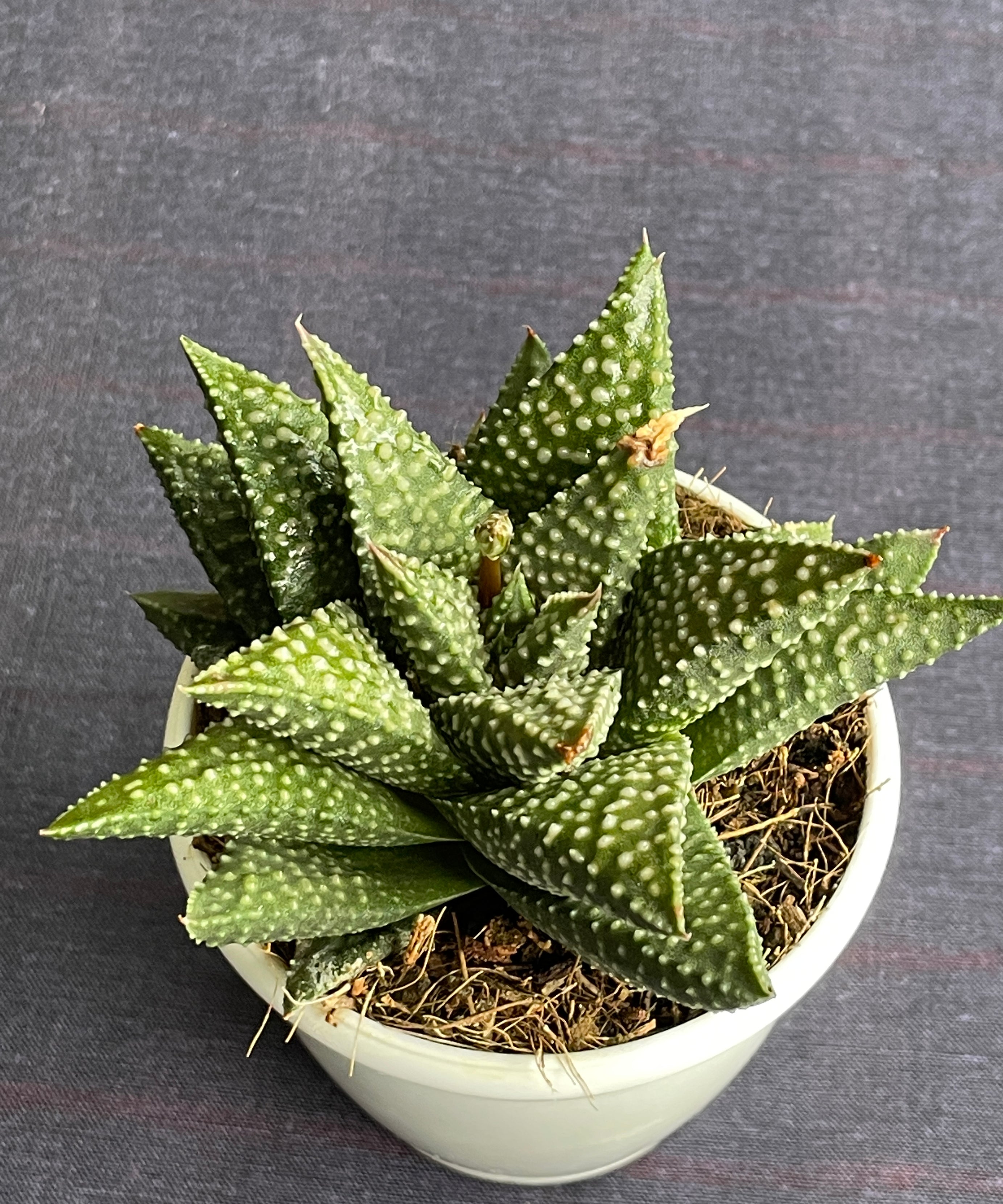 Haworthia Pumila Donut