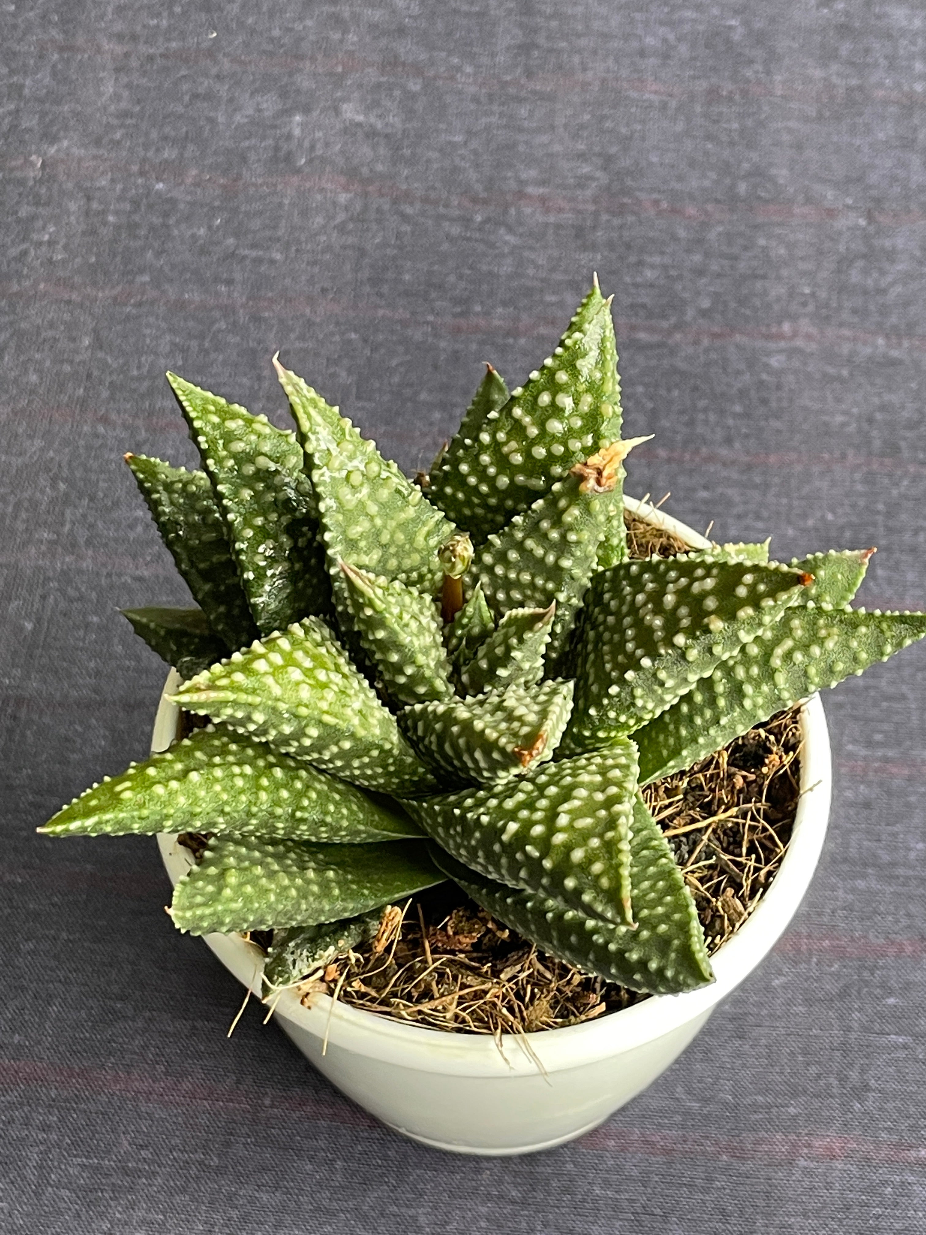 Haworthia Pumila Donut