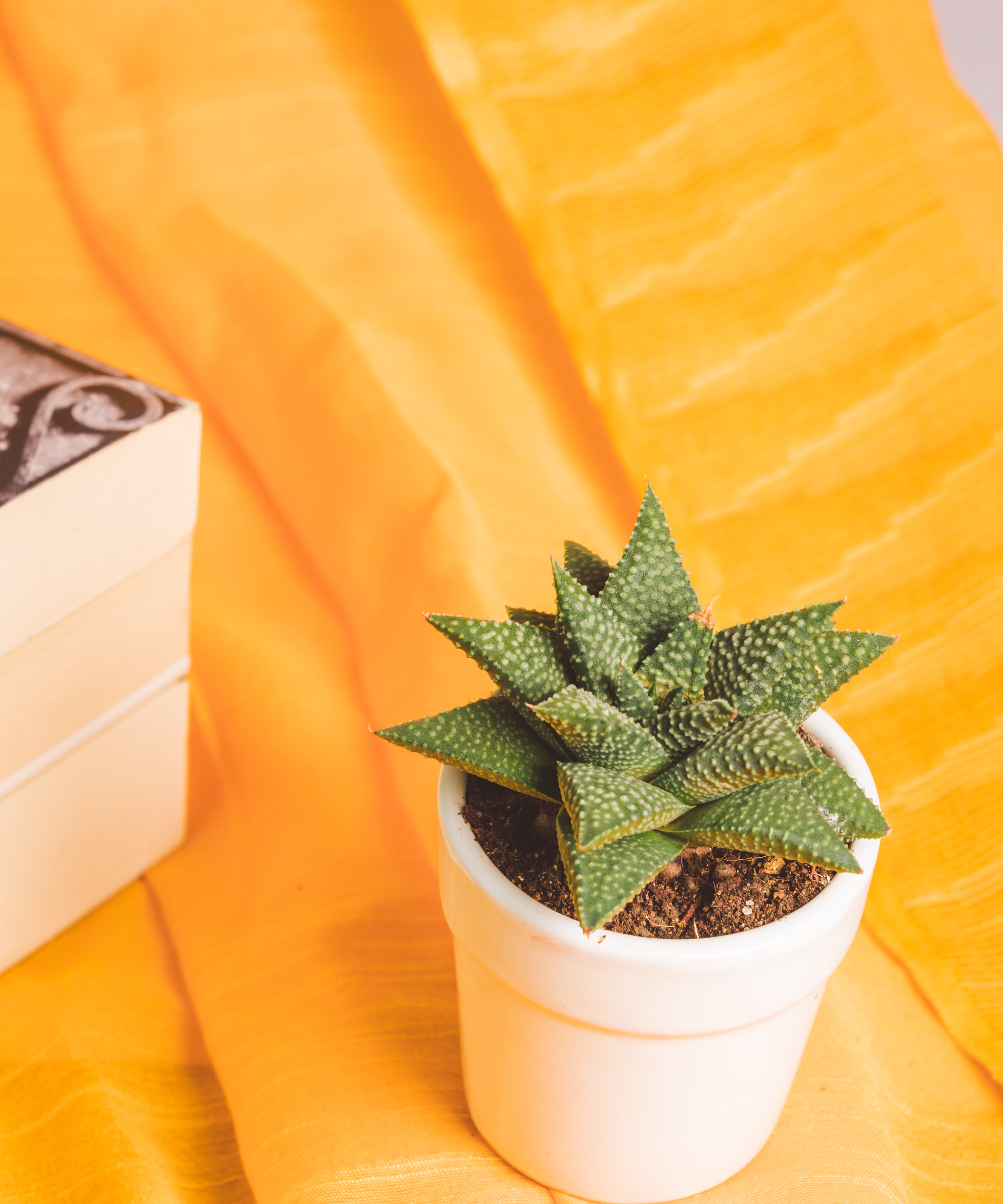 Haworthia Pumila Donut
