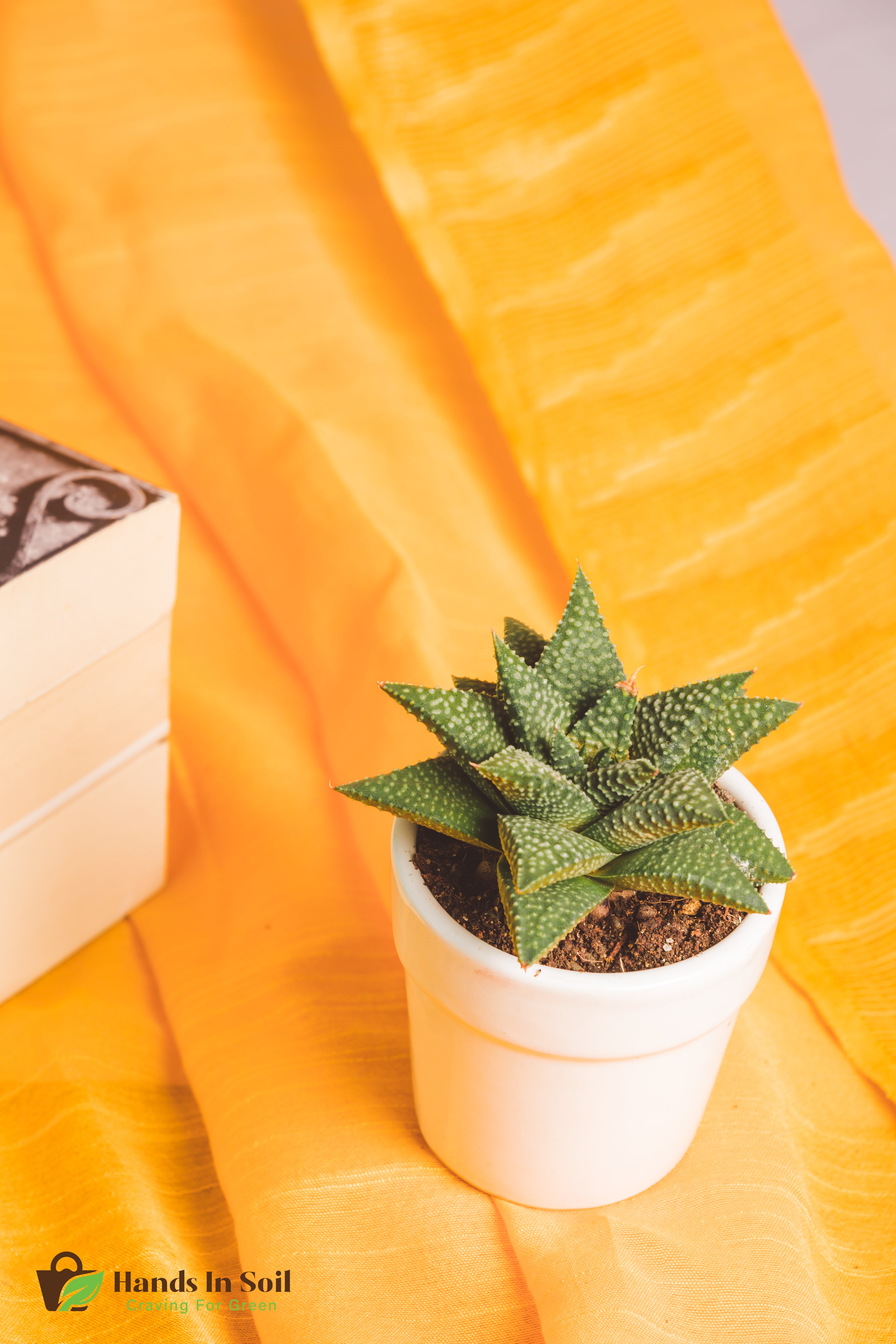 Haworthia Pumila Donut