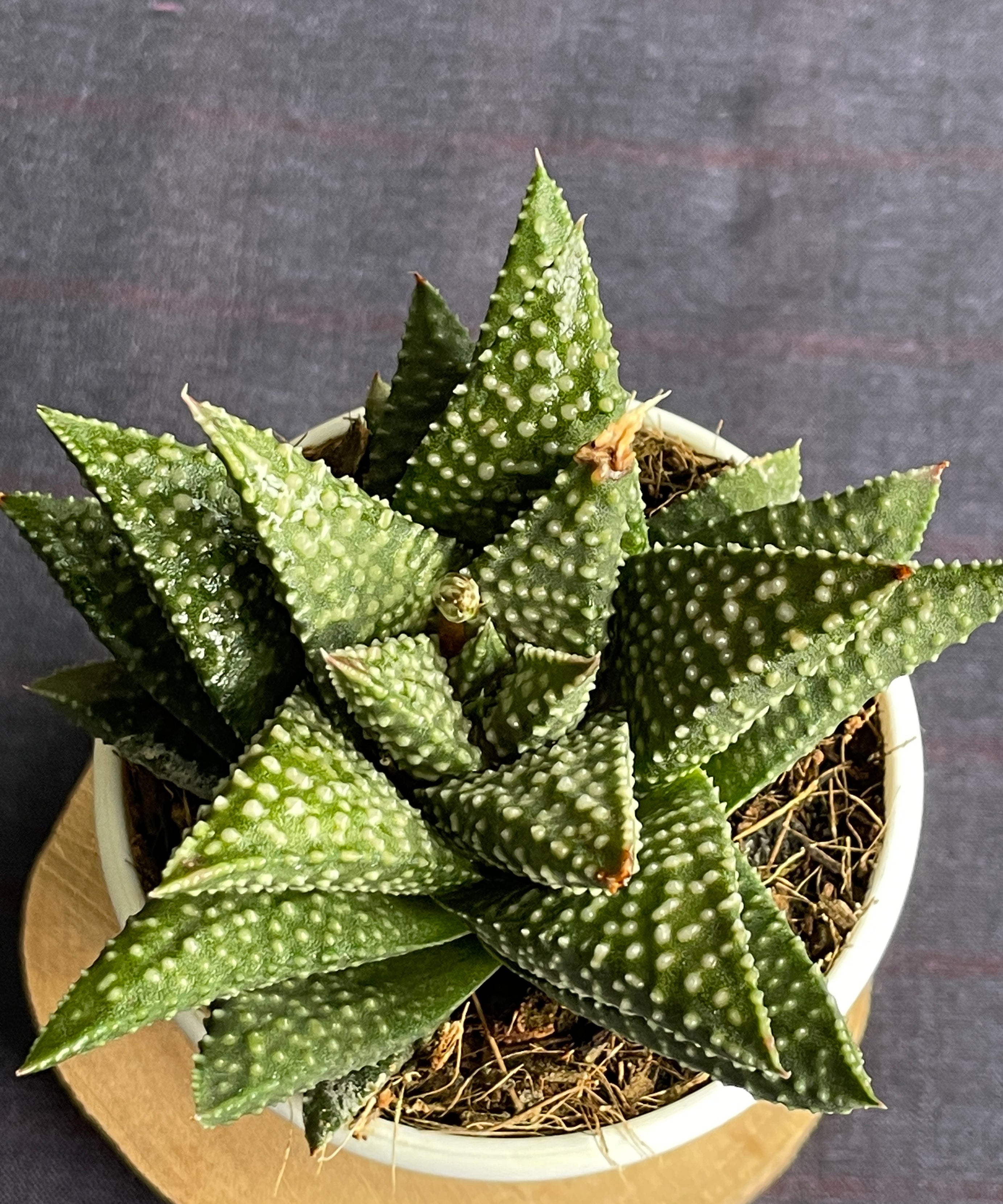 Haworthia Pumila Donut