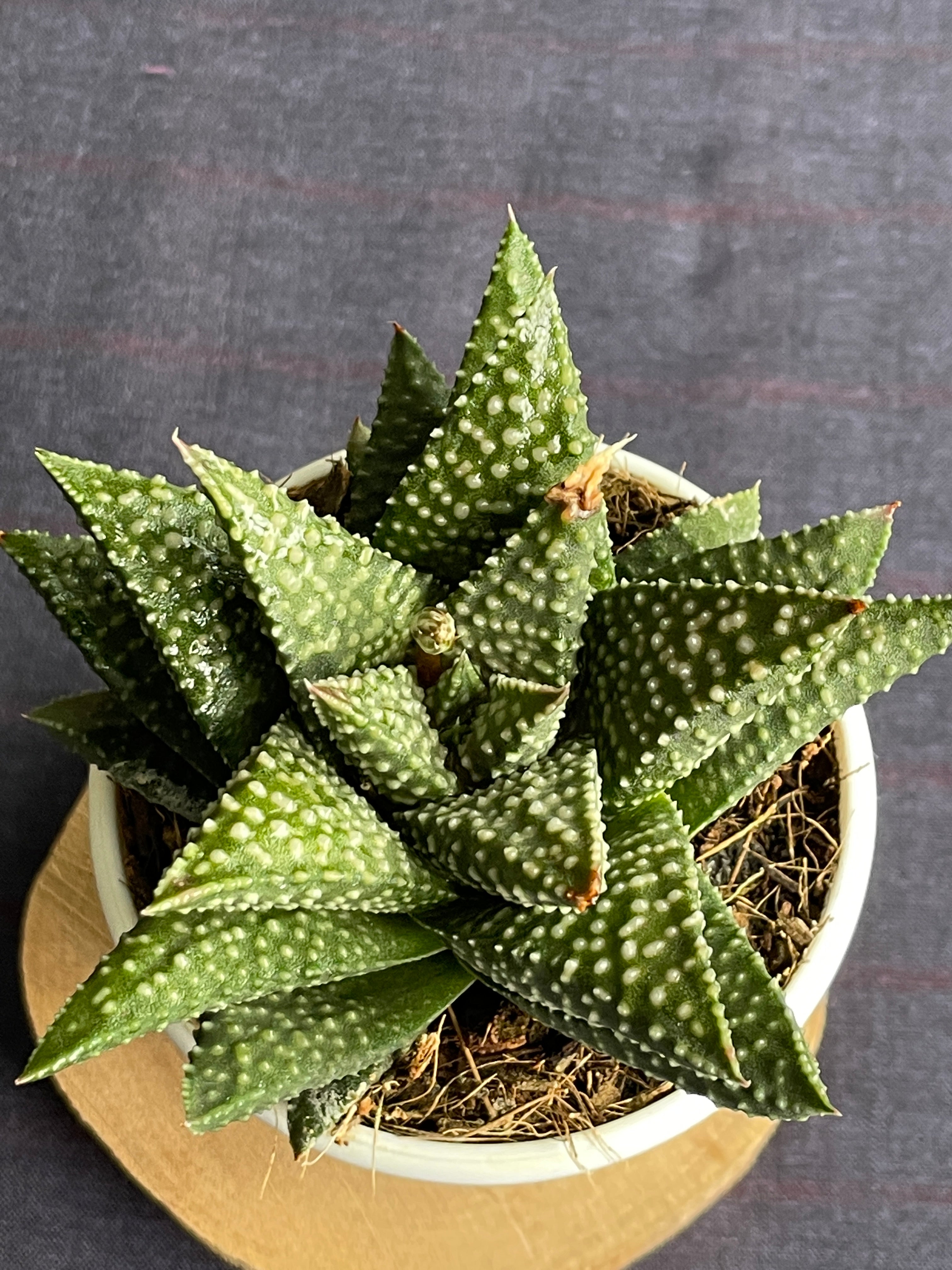 Haworthia Pumila Donut