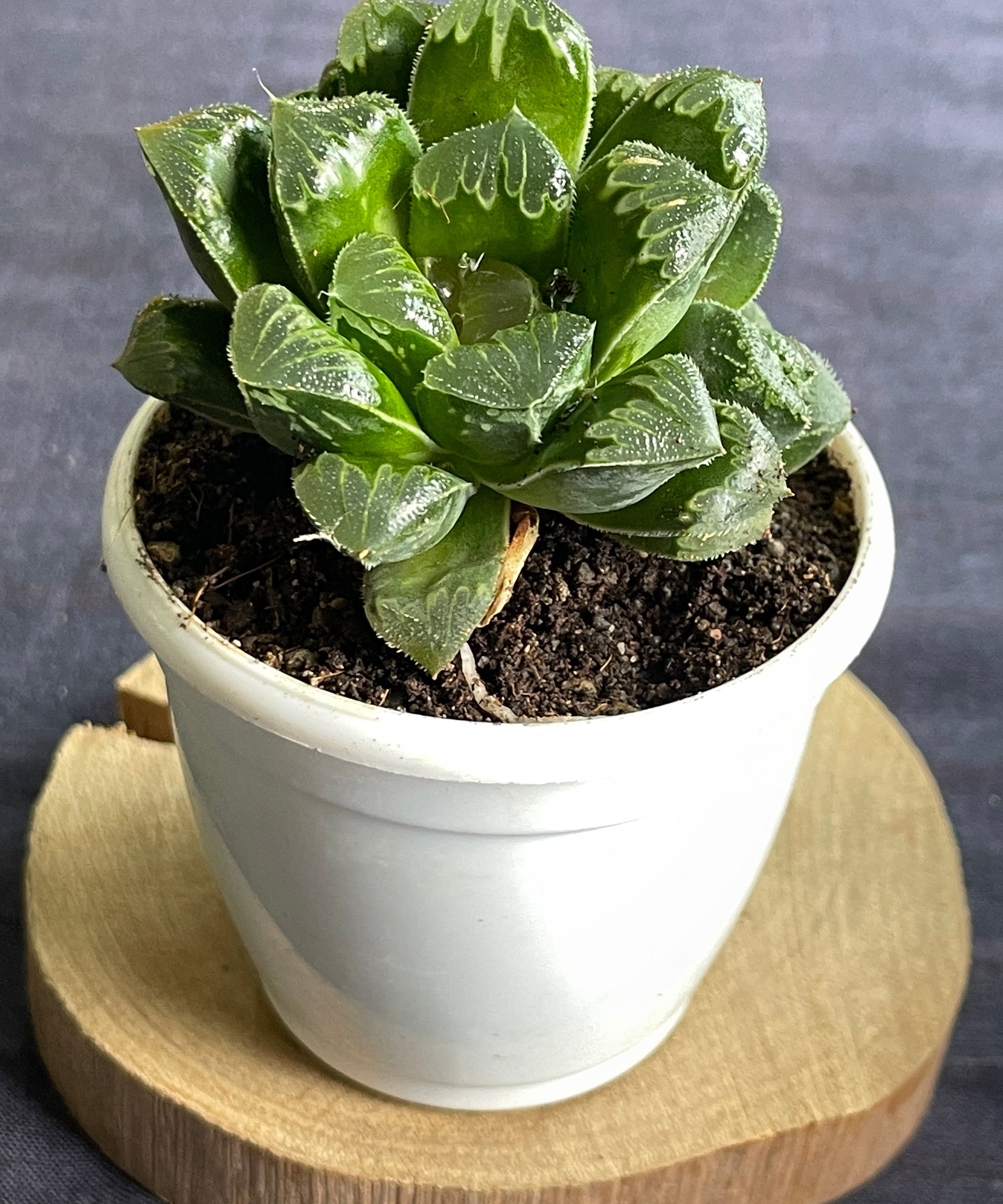Haworthia Shiba Toshi
