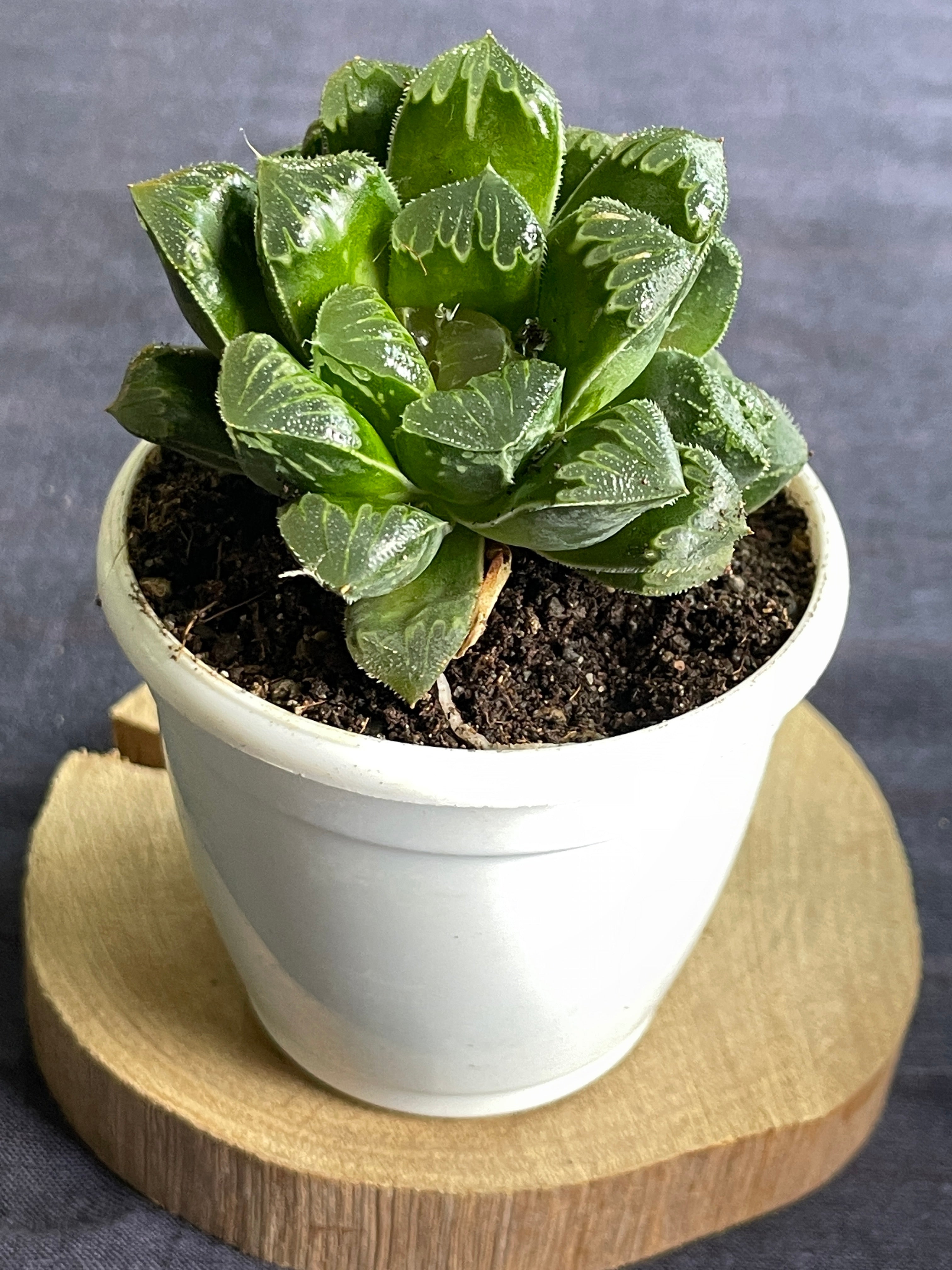 Haworthia Shiba Toshi
