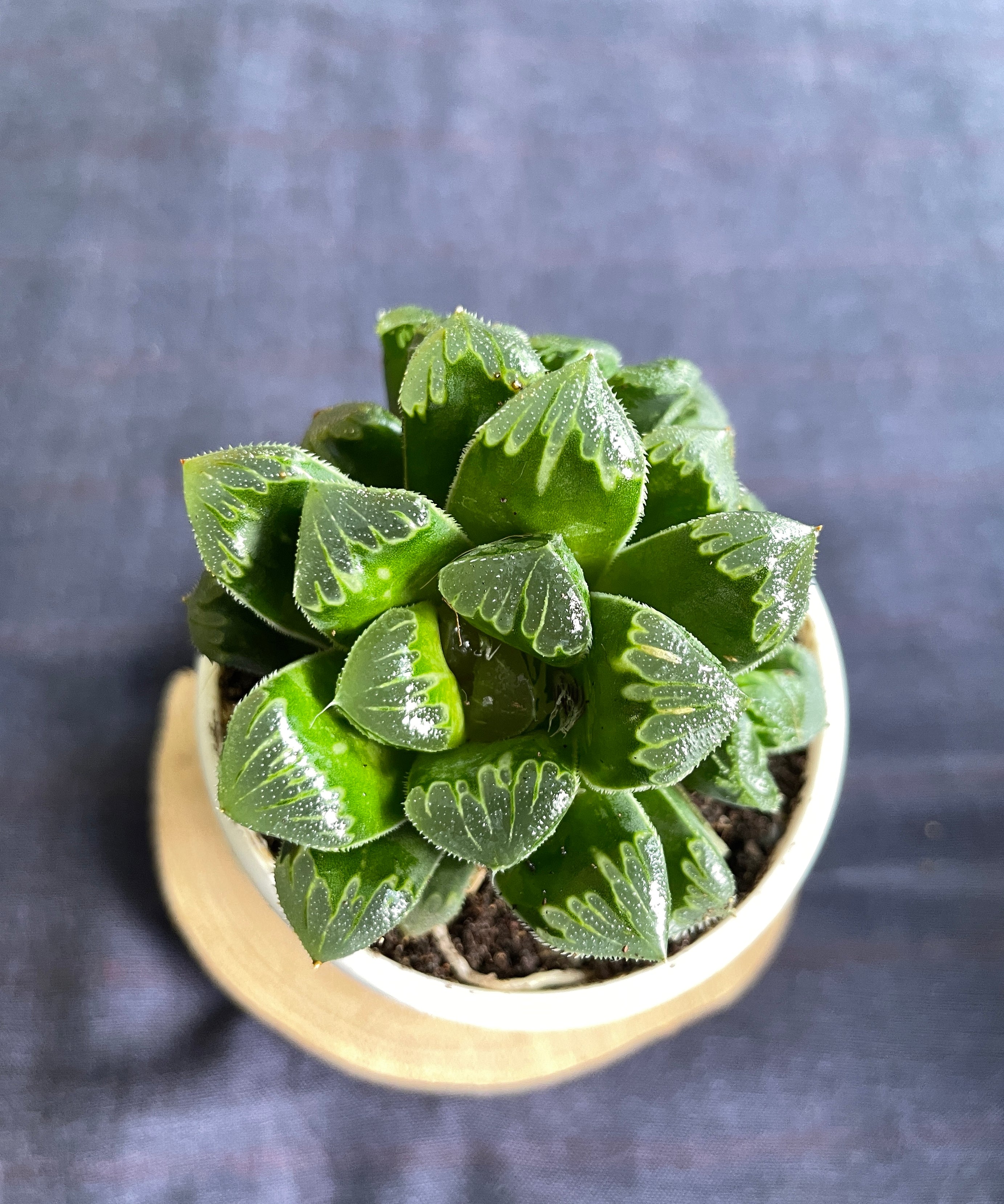 Haworthia Shiba Toshi
