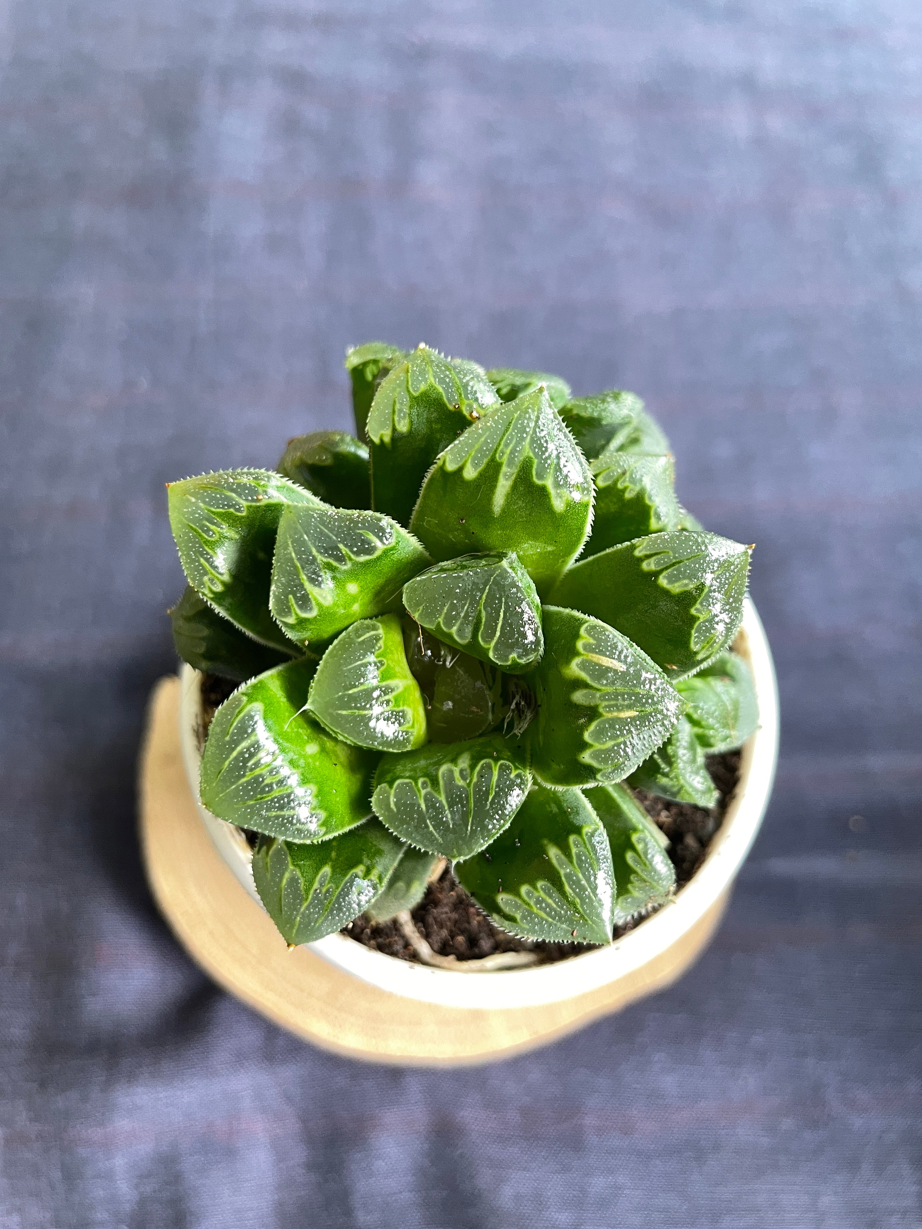 Haworthia Shiba Toshi
