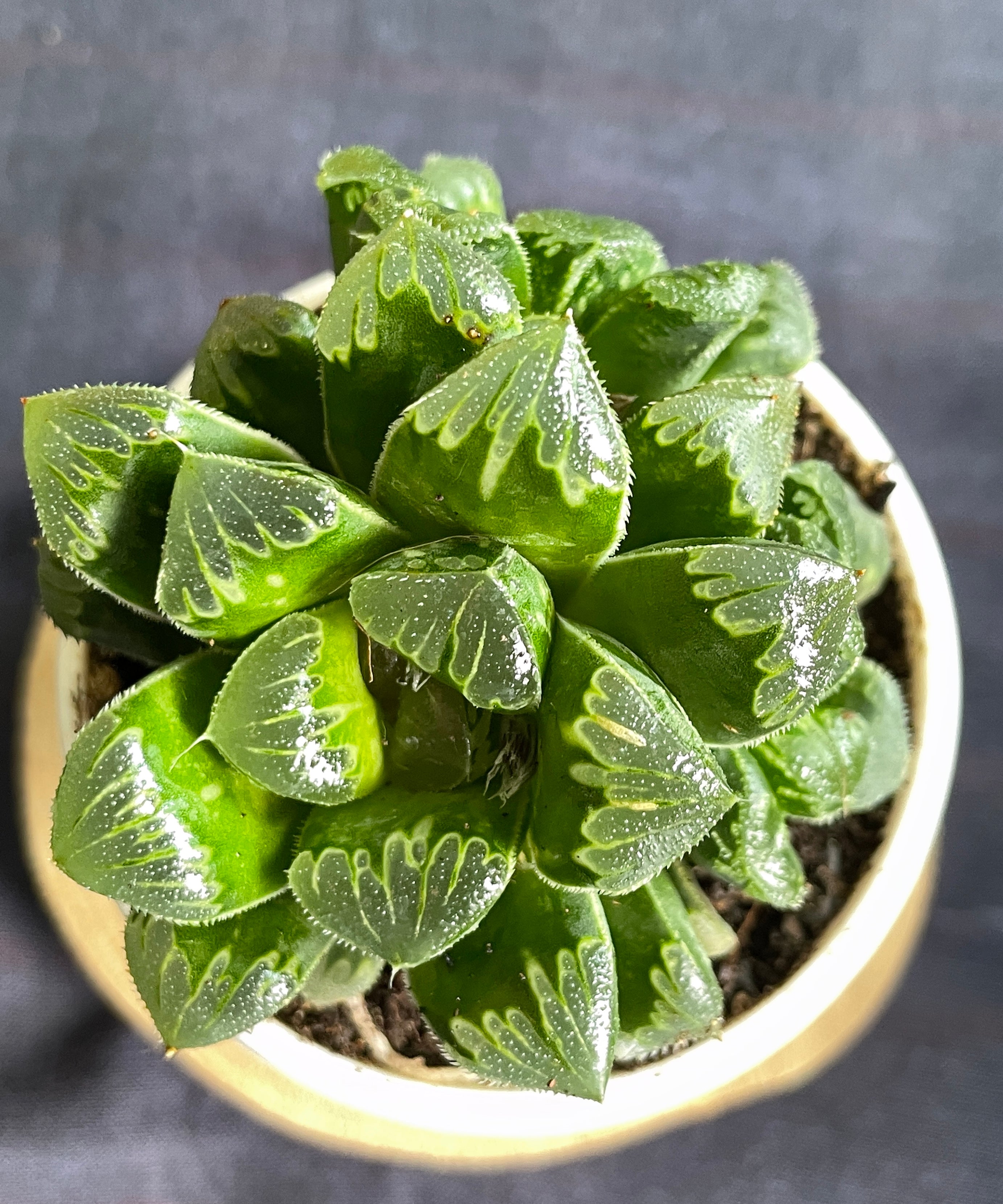 Haworthia Shiba Toshi
