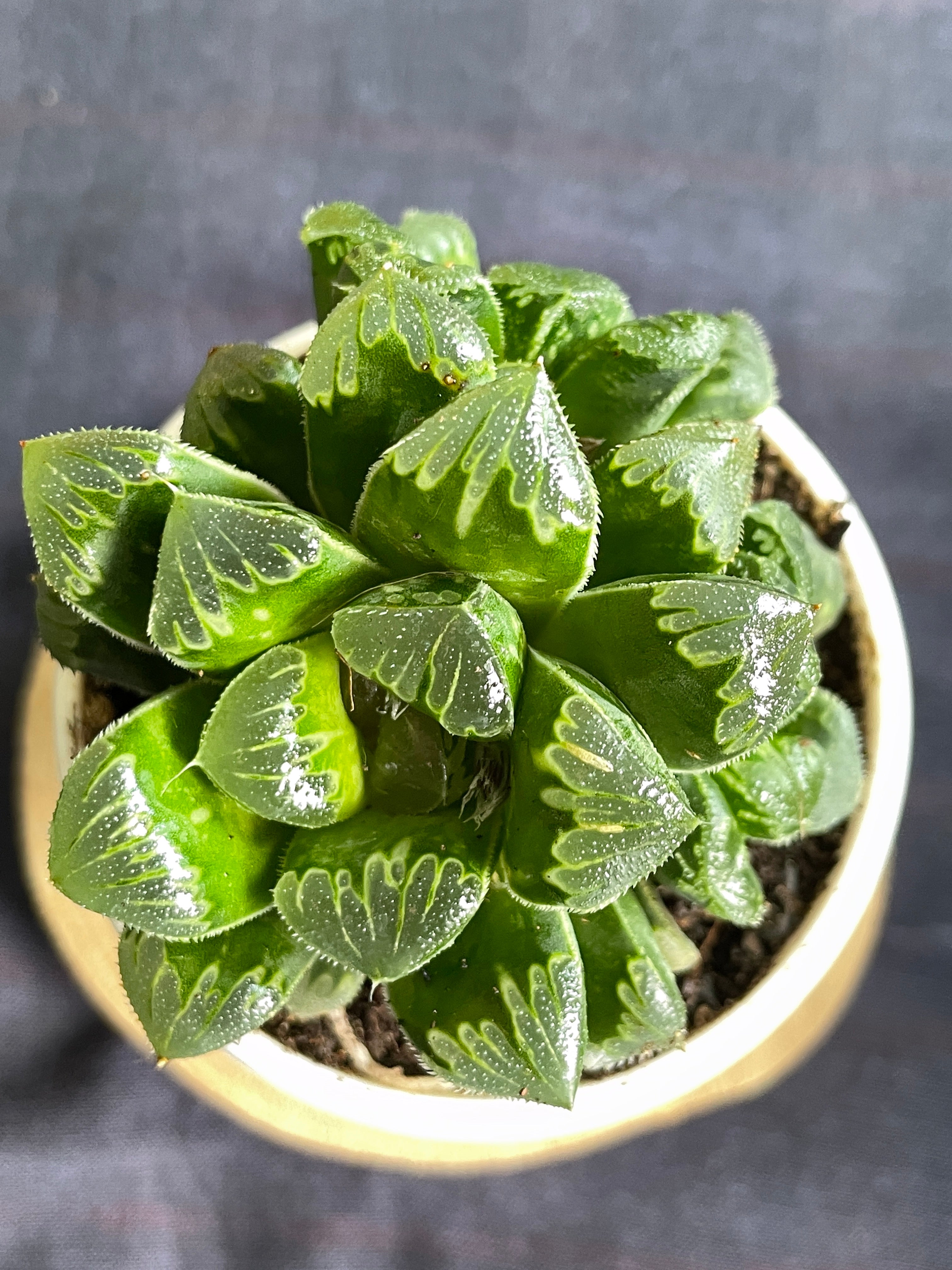 Haworthia Shiba Toshi
