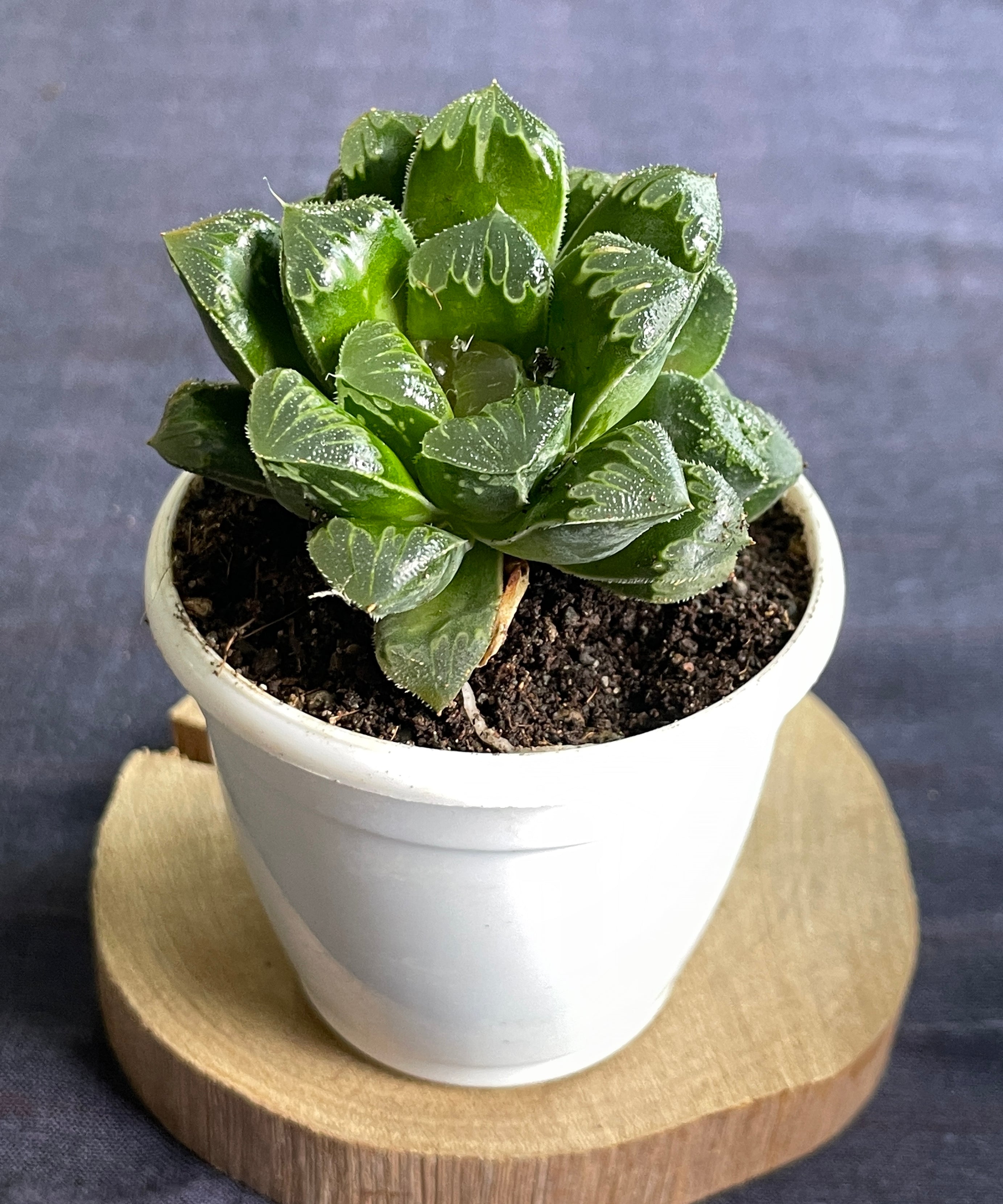 Haworthia Shiba Toshi
