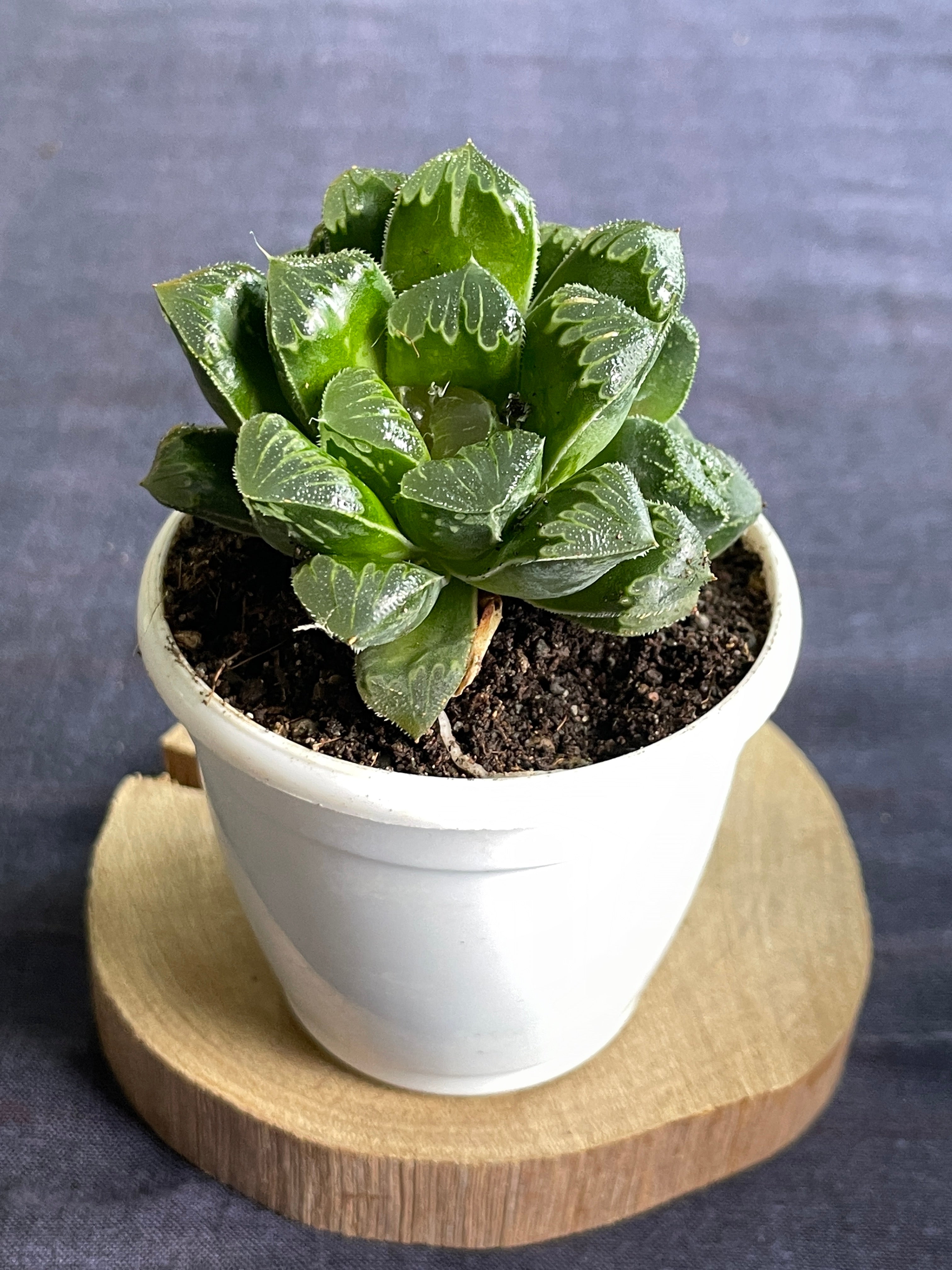 Haworthia Shiba Toshi
