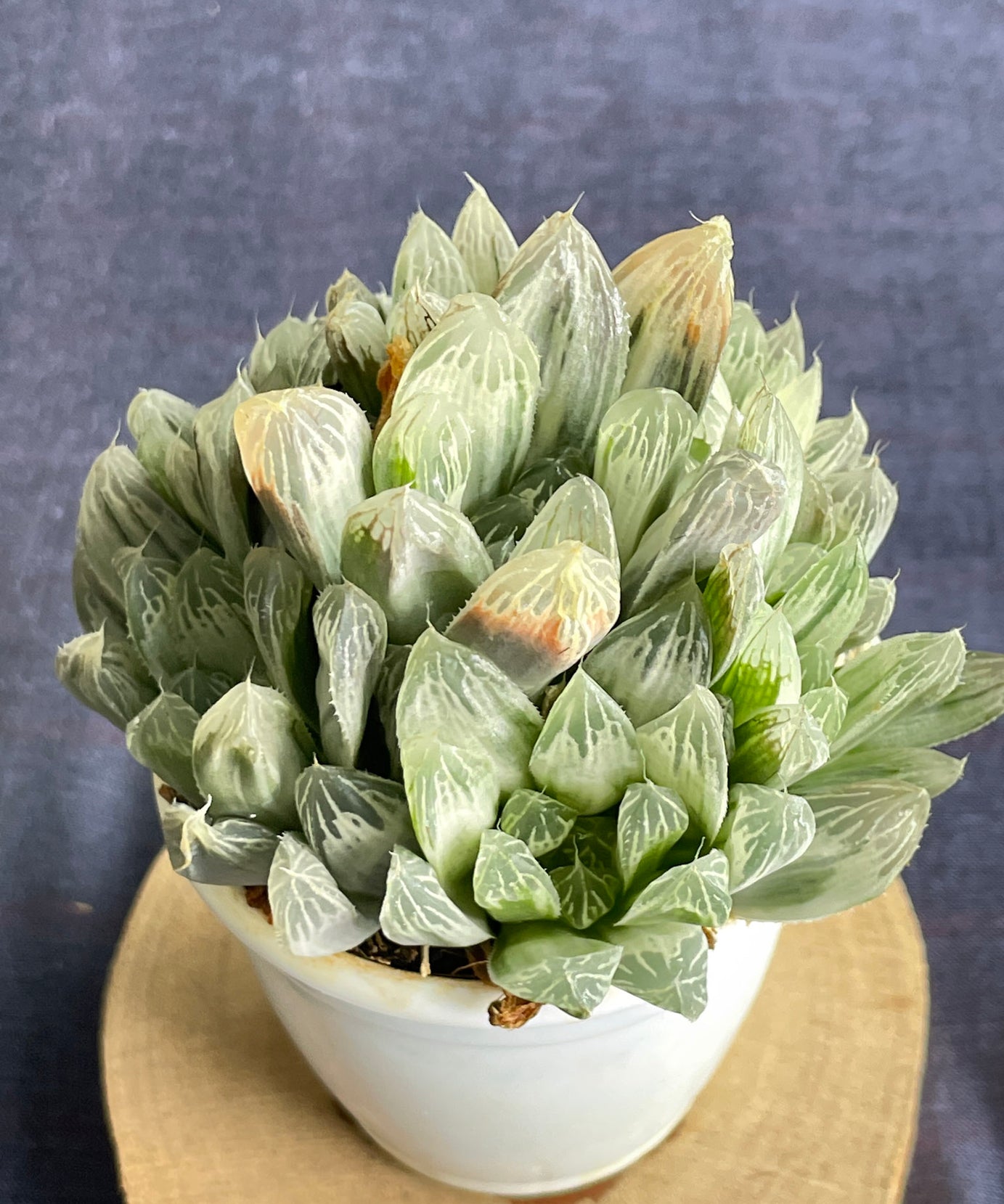 Haworthia Silver Swirl
