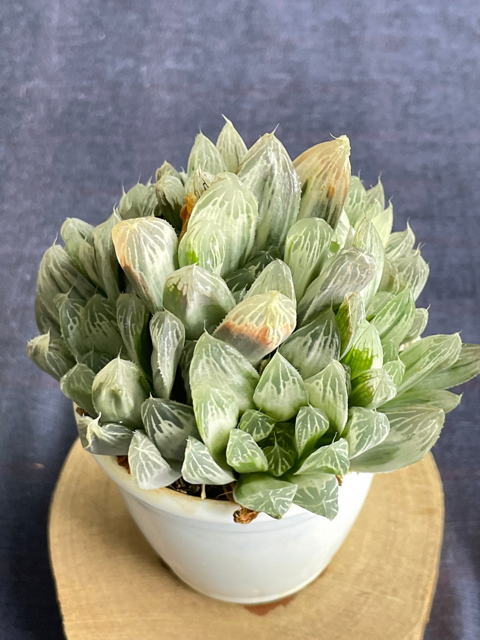 Haworthia Silver Swirl
