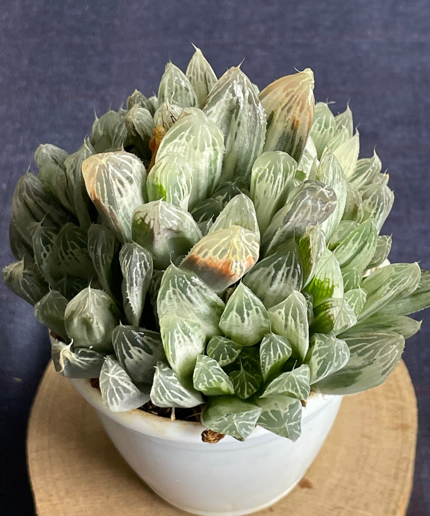 Haworthia Silver Swirl
