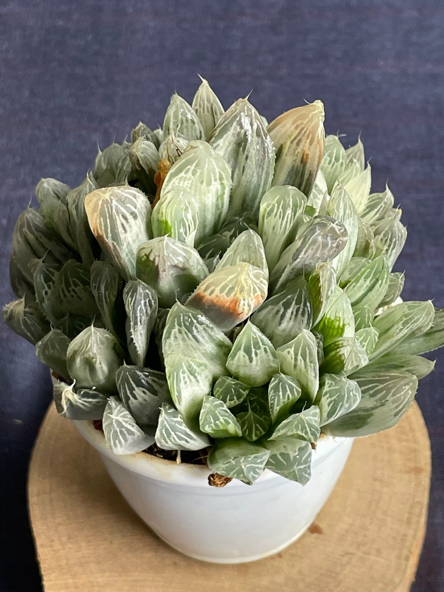 Haworthia Silver Swirl
