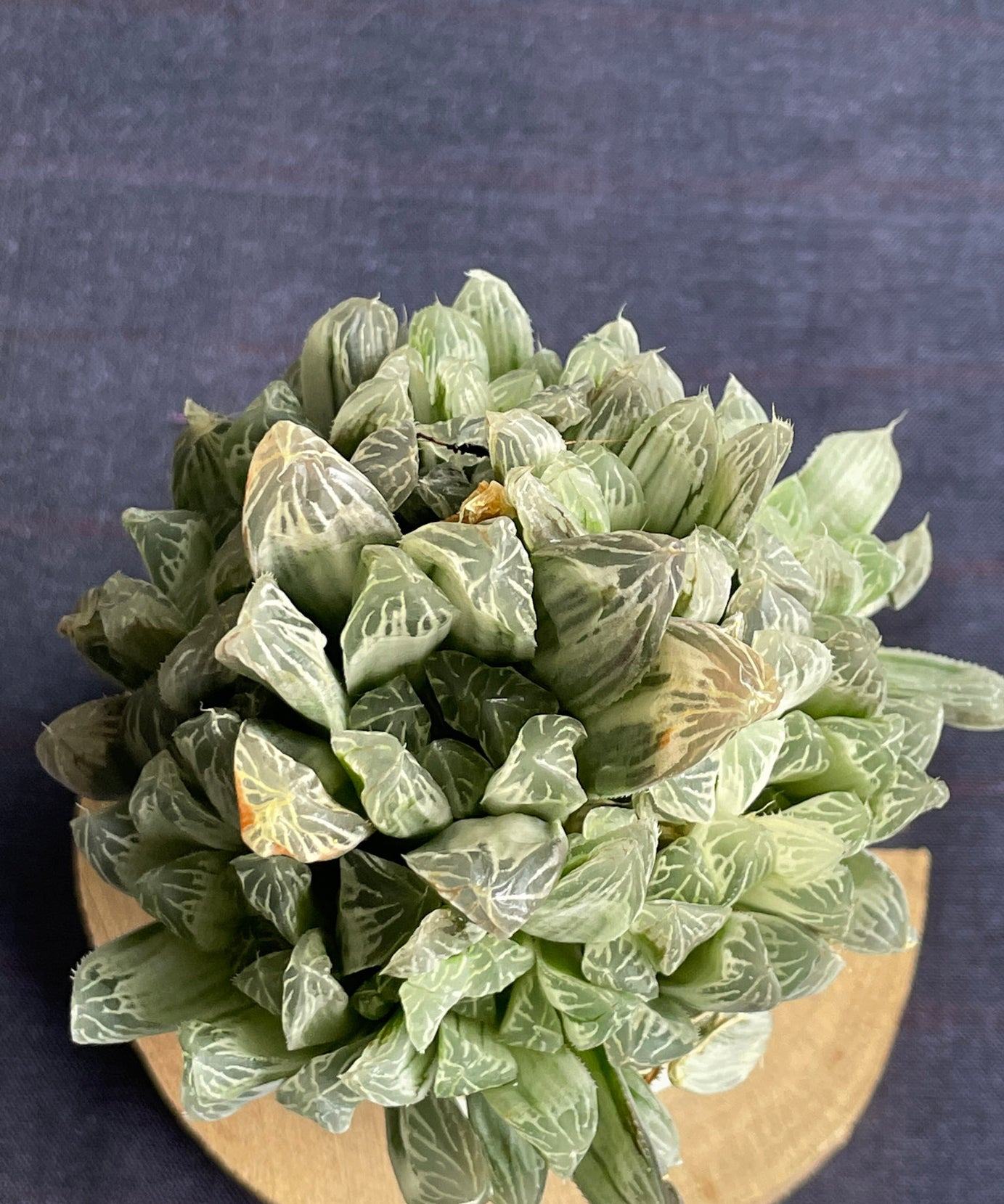 Haworthia Silver Swirl
