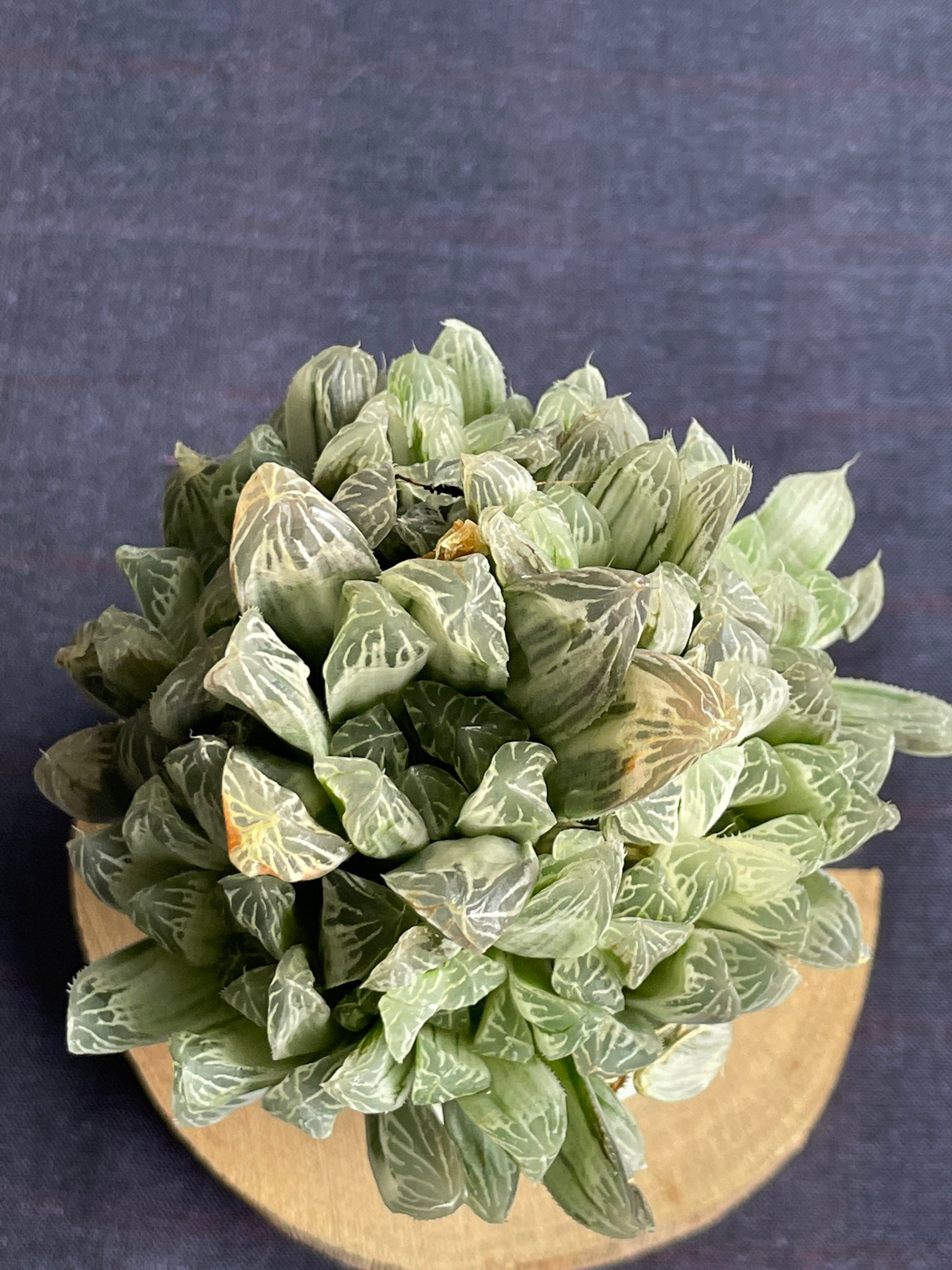 Haworthia Silver Swirl

