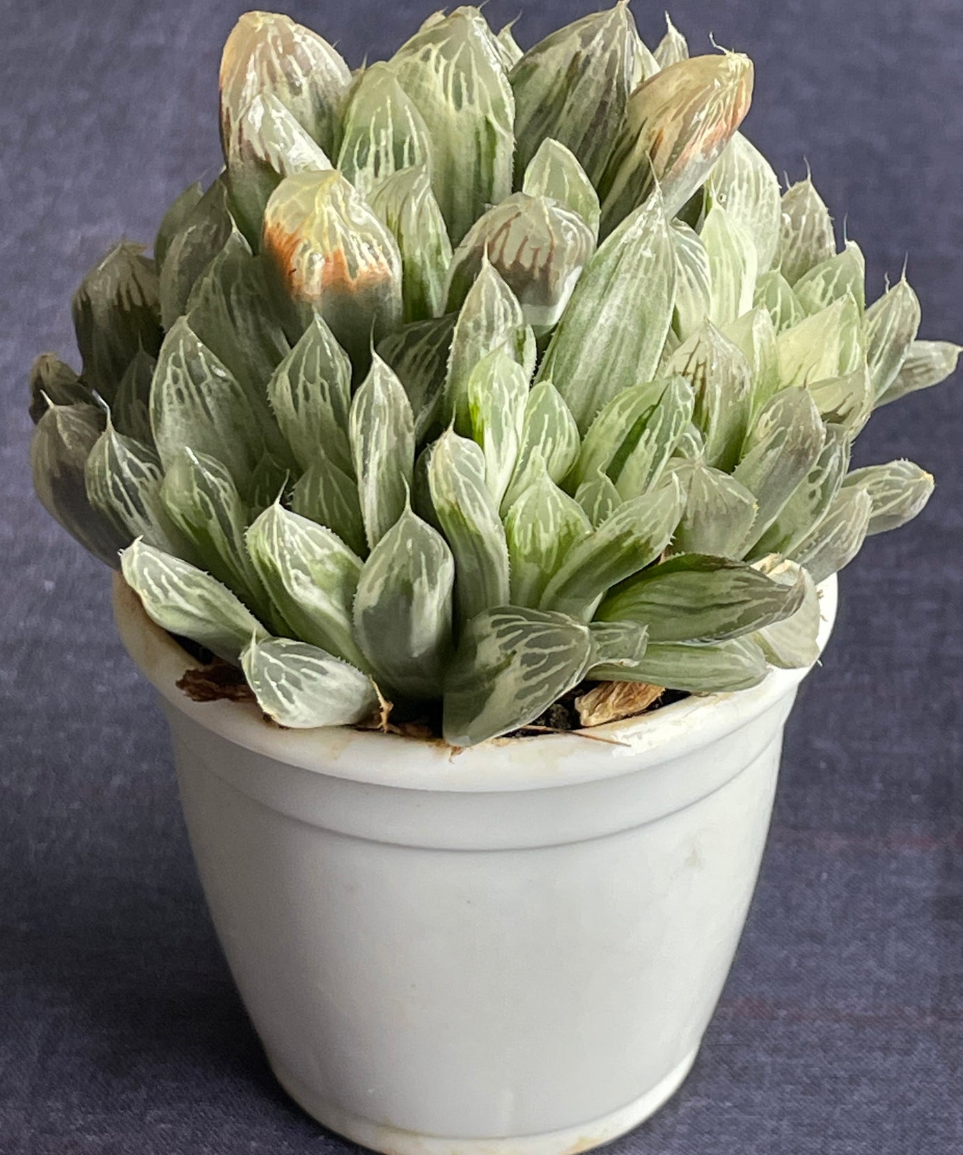 Haworthia Silver Swirl
