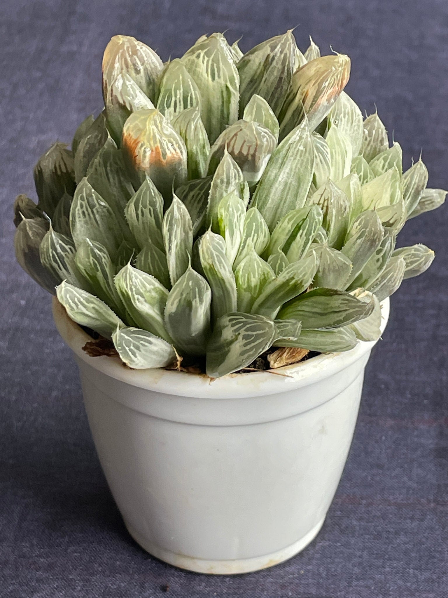 Haworthia Silver Swirl
