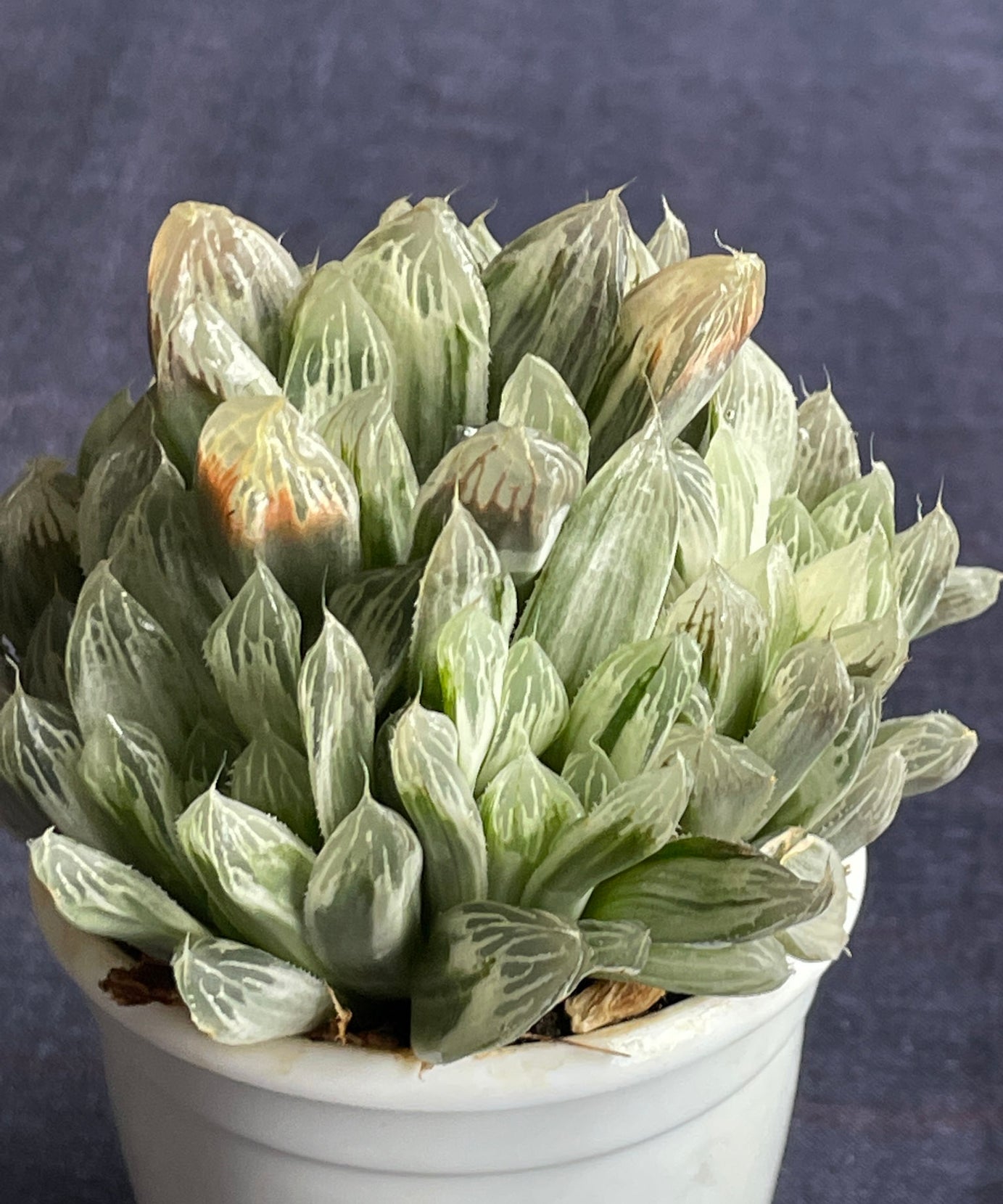 Haworthia Silver Swirl
