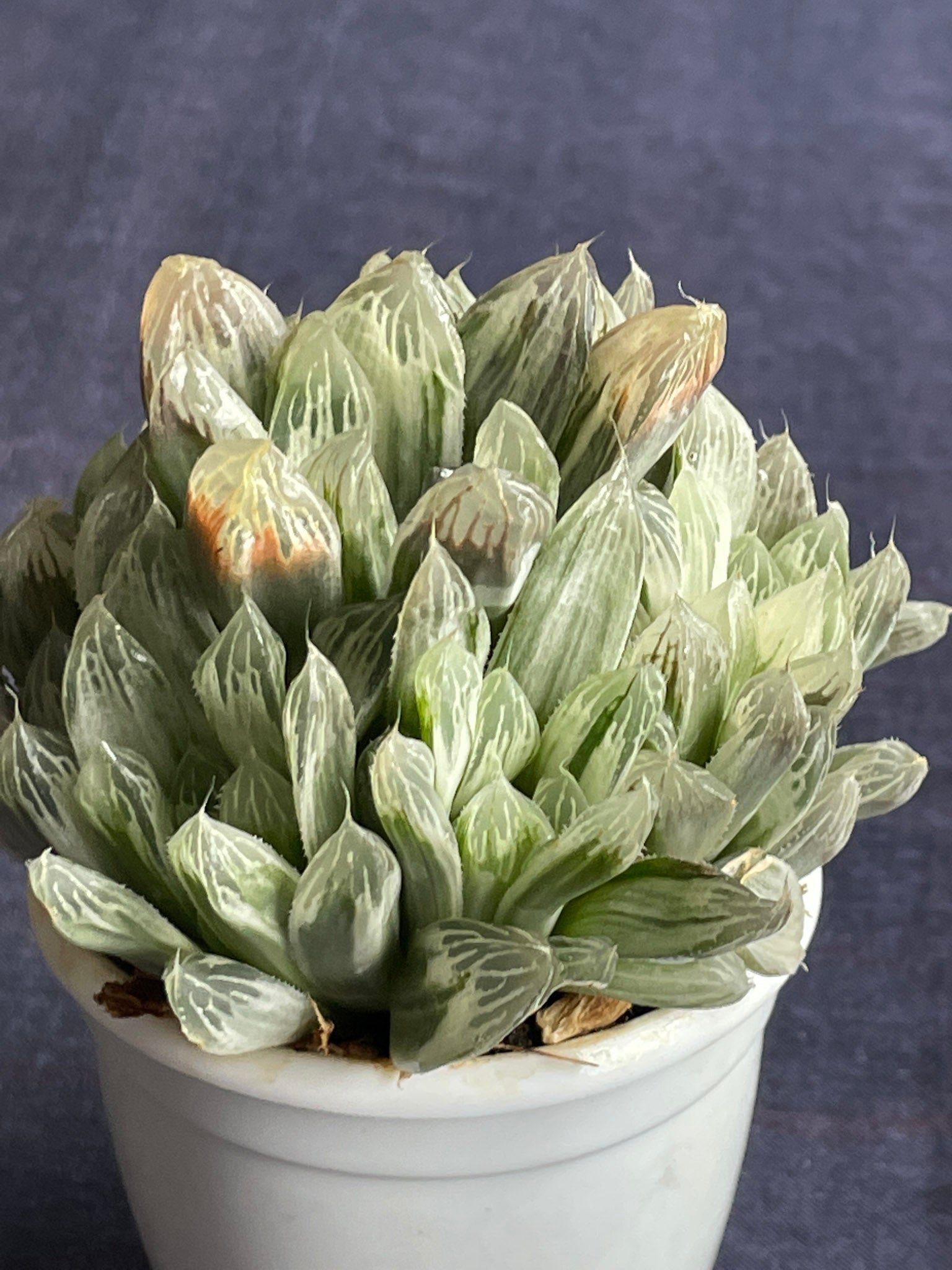Haworthia Silver Swirl
