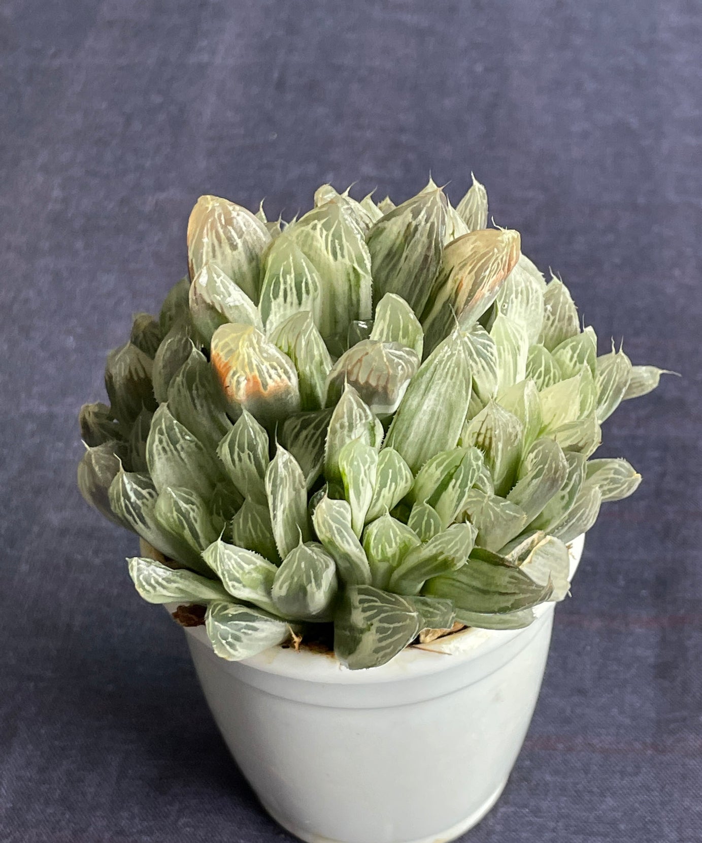 Haworthia Silver Swirl
