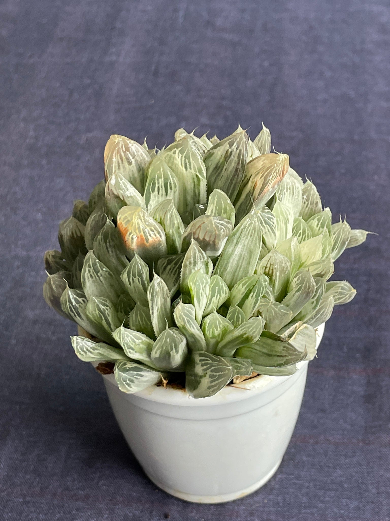 Haworthia Silver Swirl
