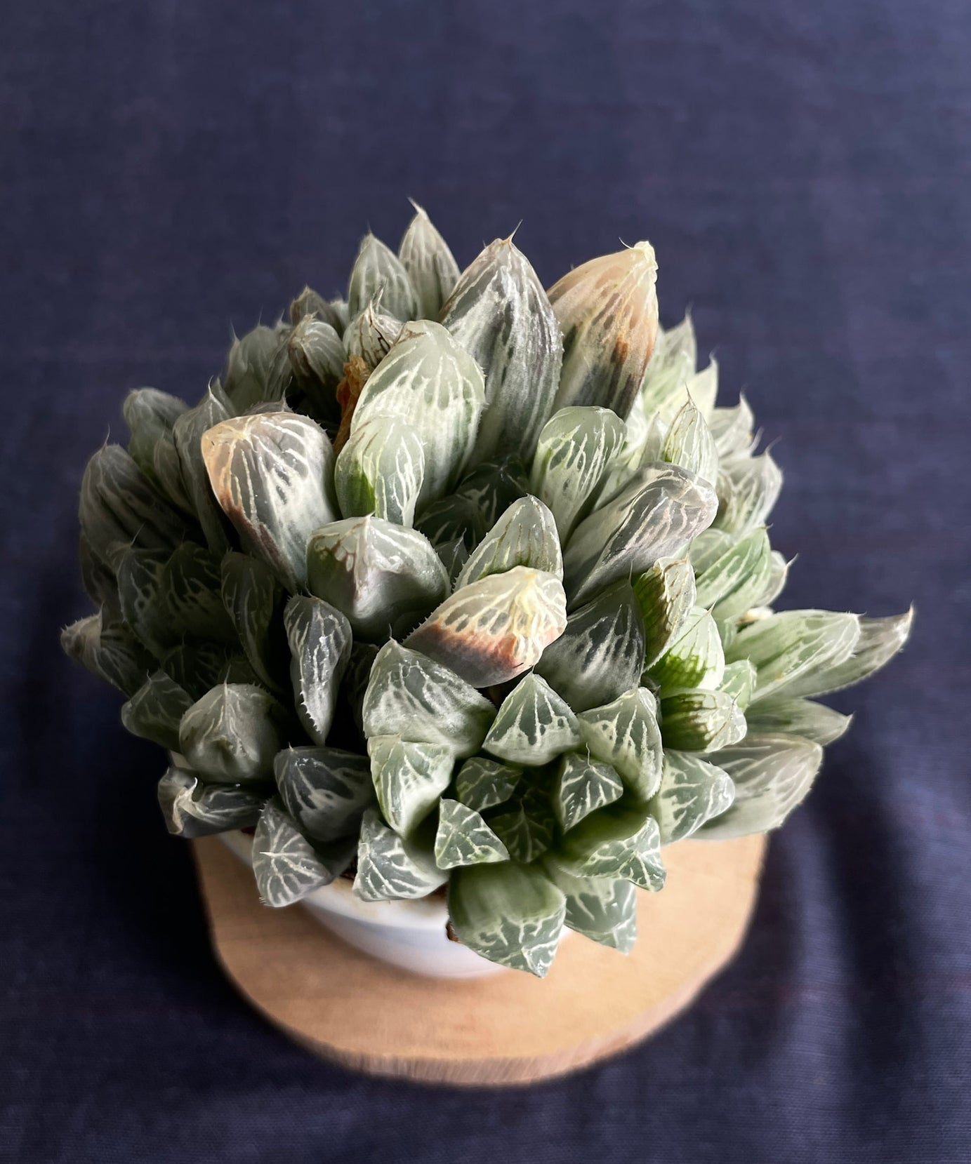 Haworthia Silver Swirl
