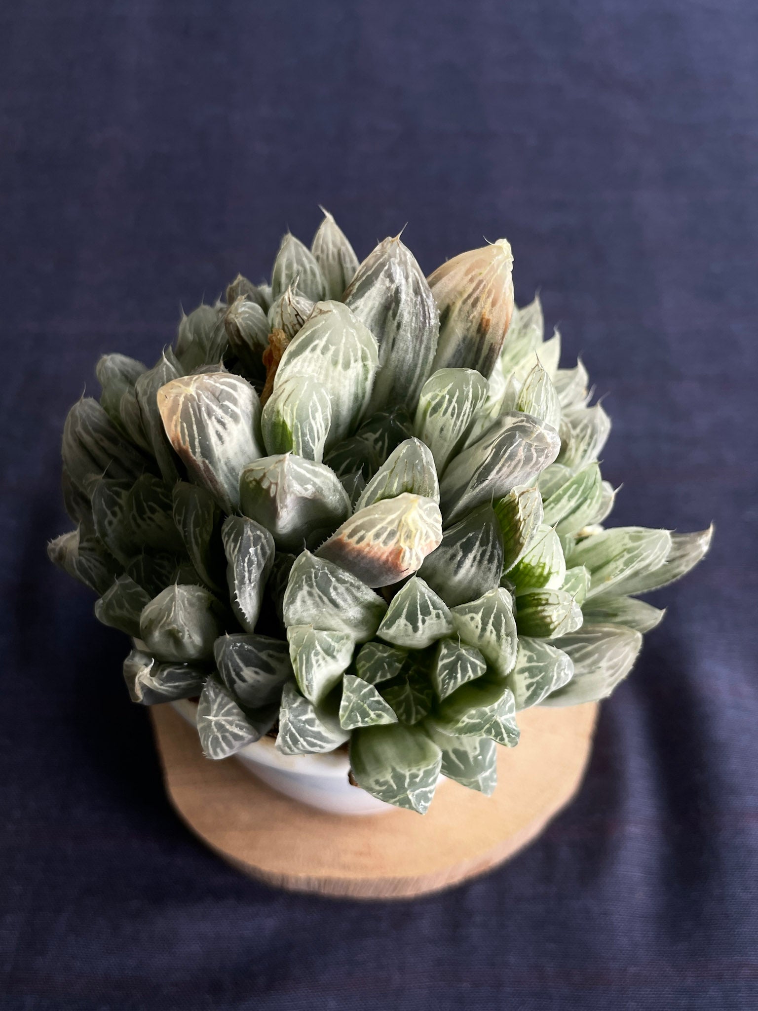 Haworthia Silver Swirl
