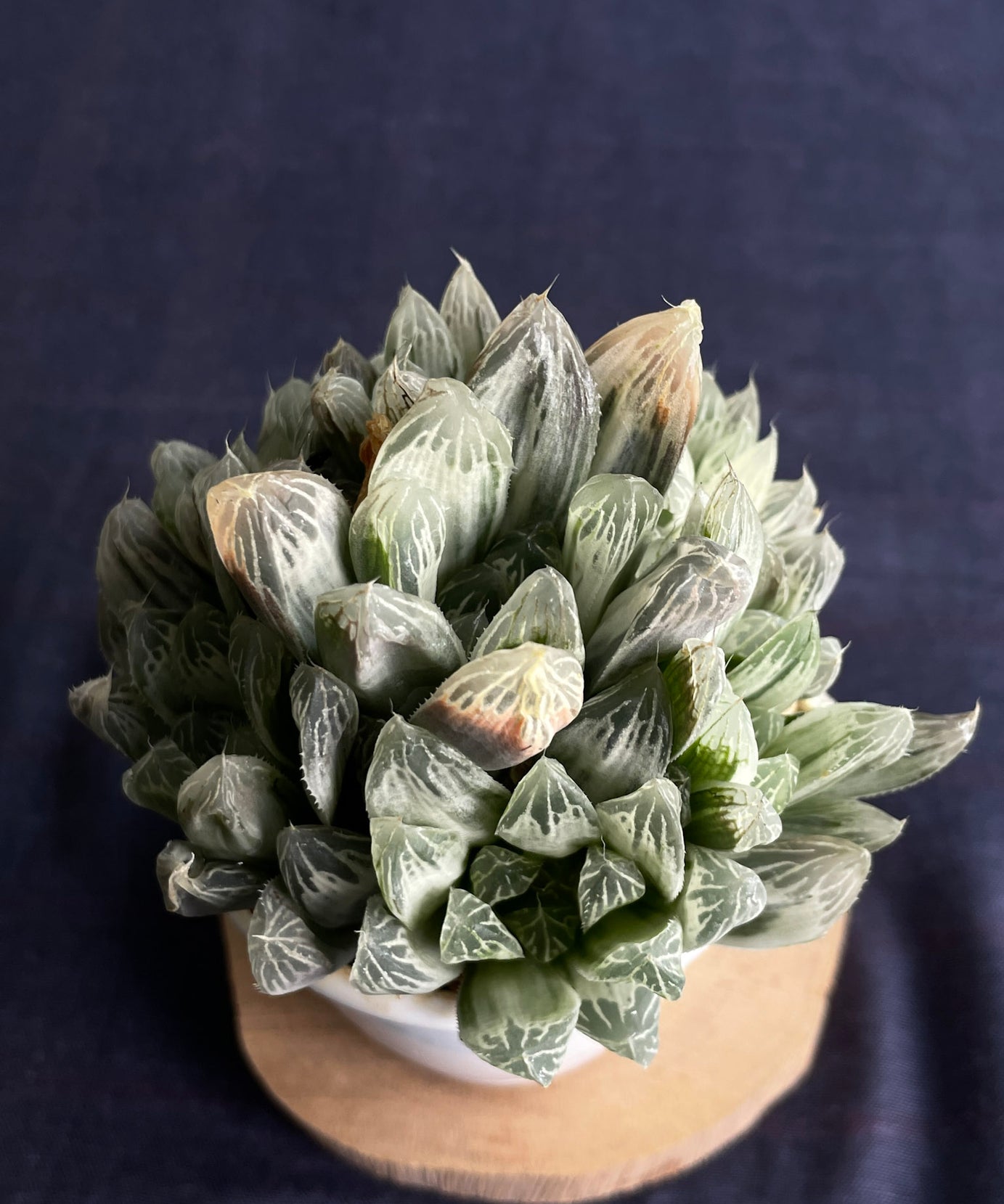 Haworthia Silver Swirl
