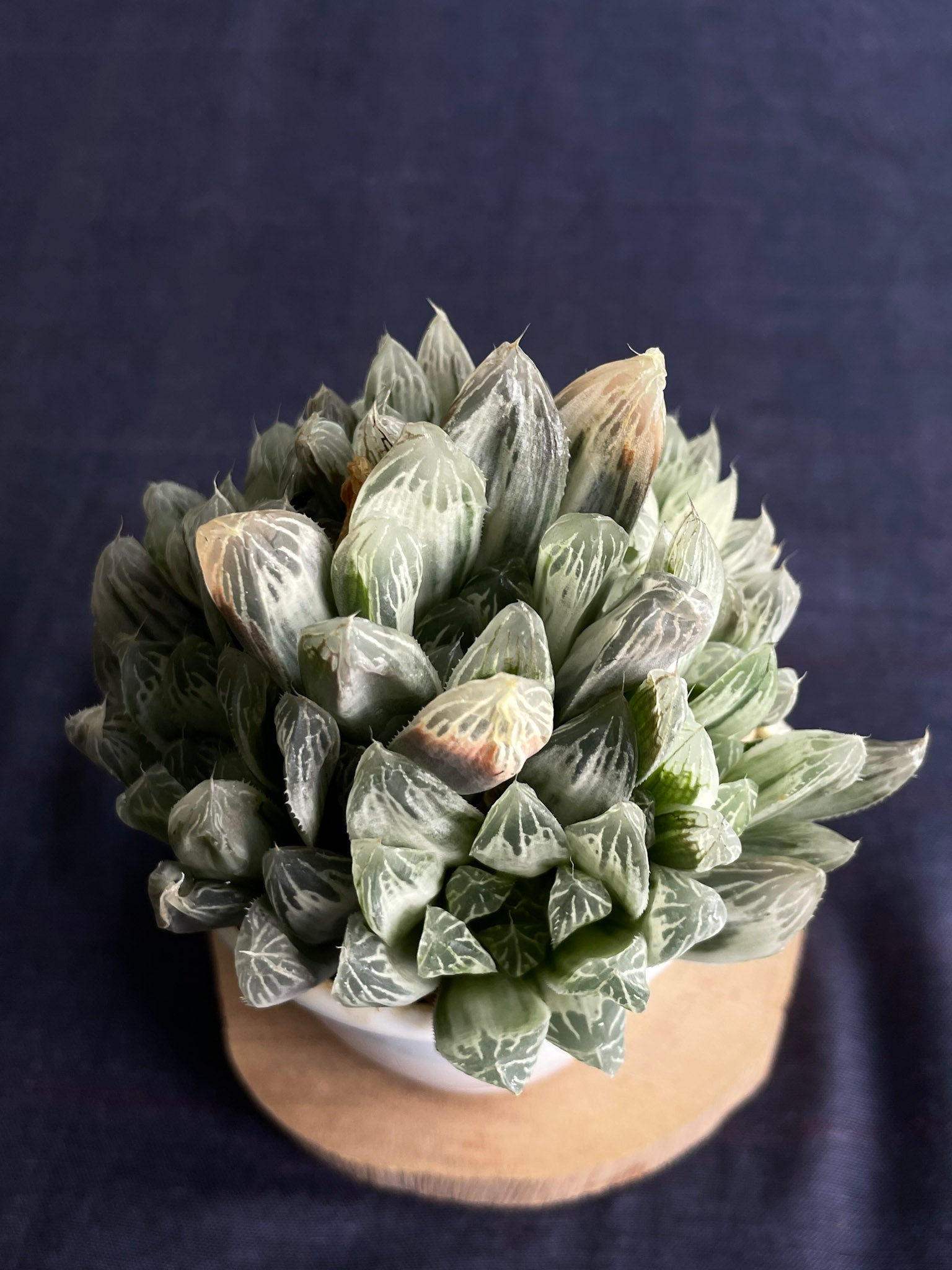 Haworthia Silver Swirl
