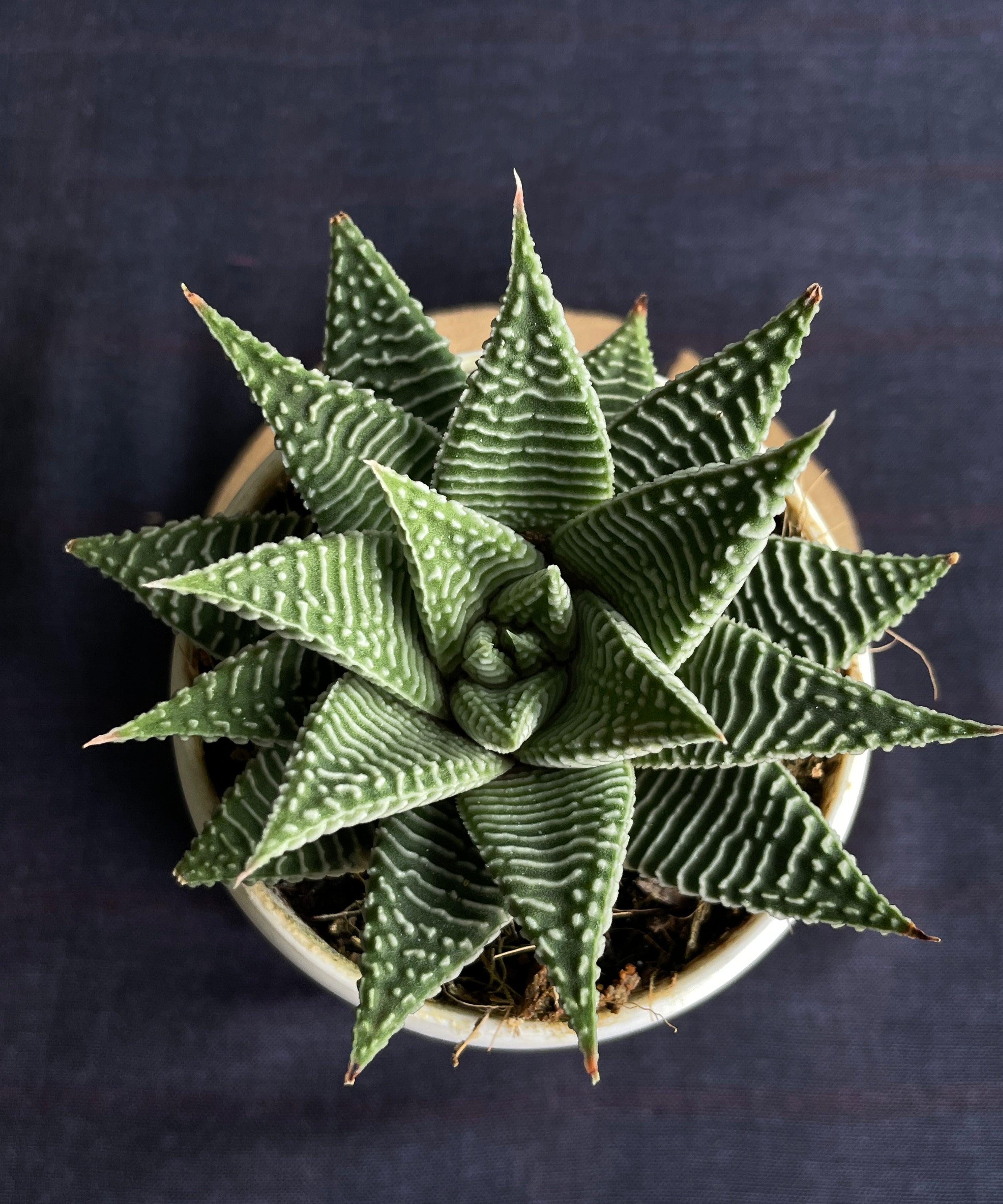 Haworthia Spider White
