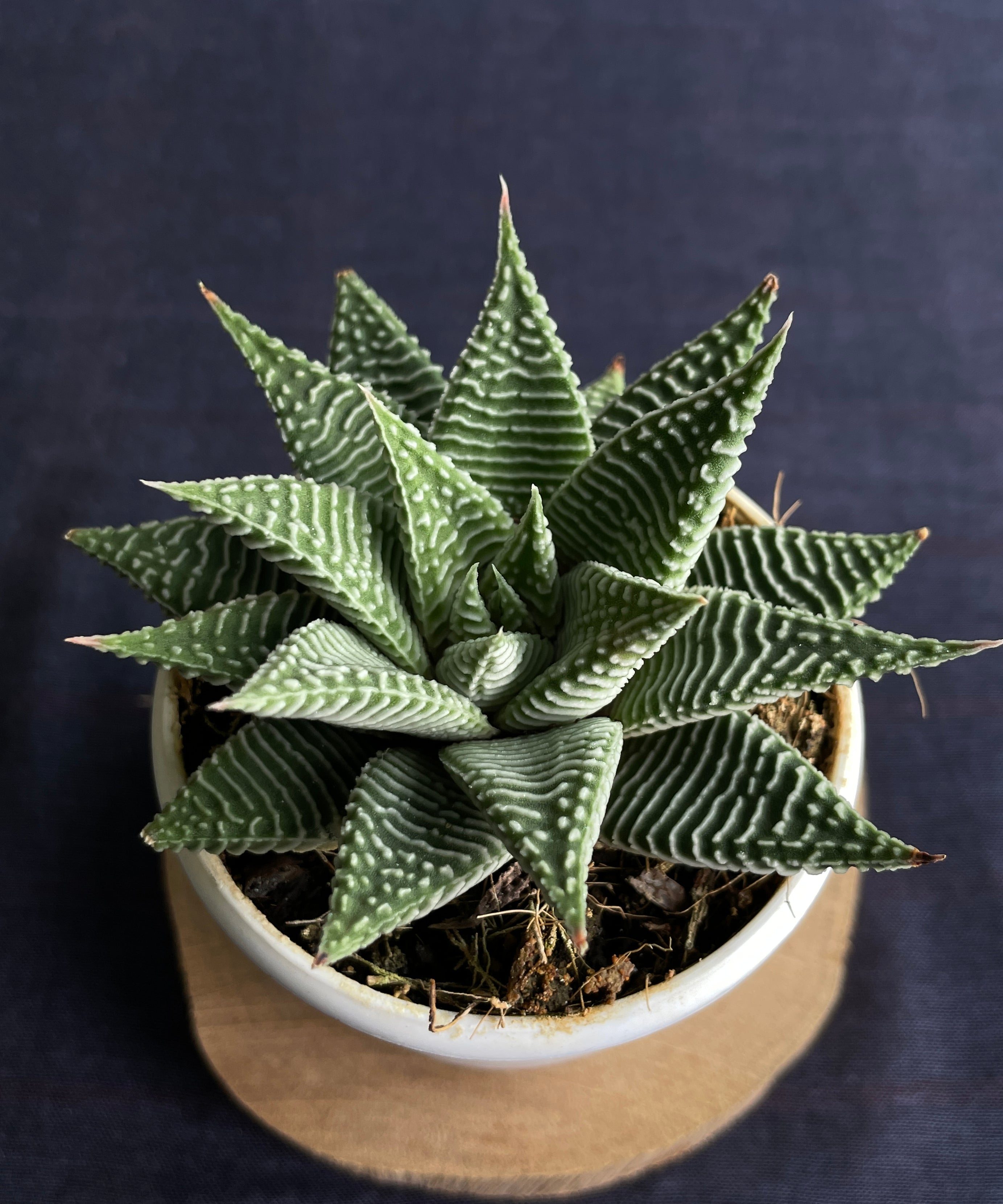 Haworthia Spider White
