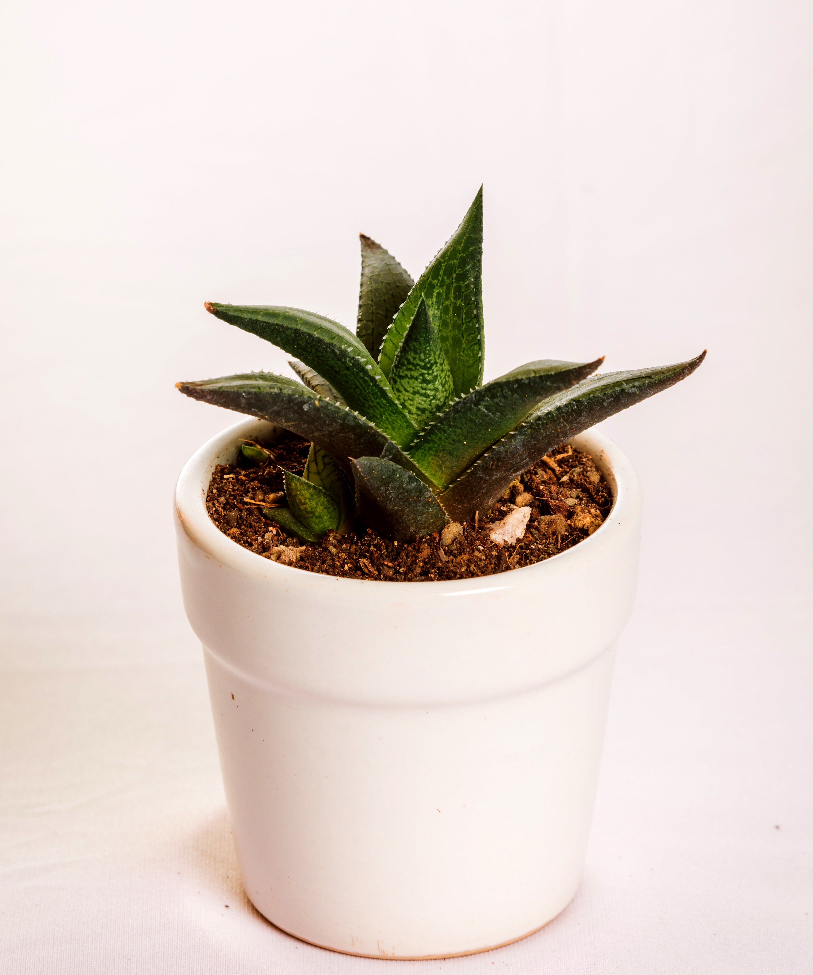 Haworthia Venosa
