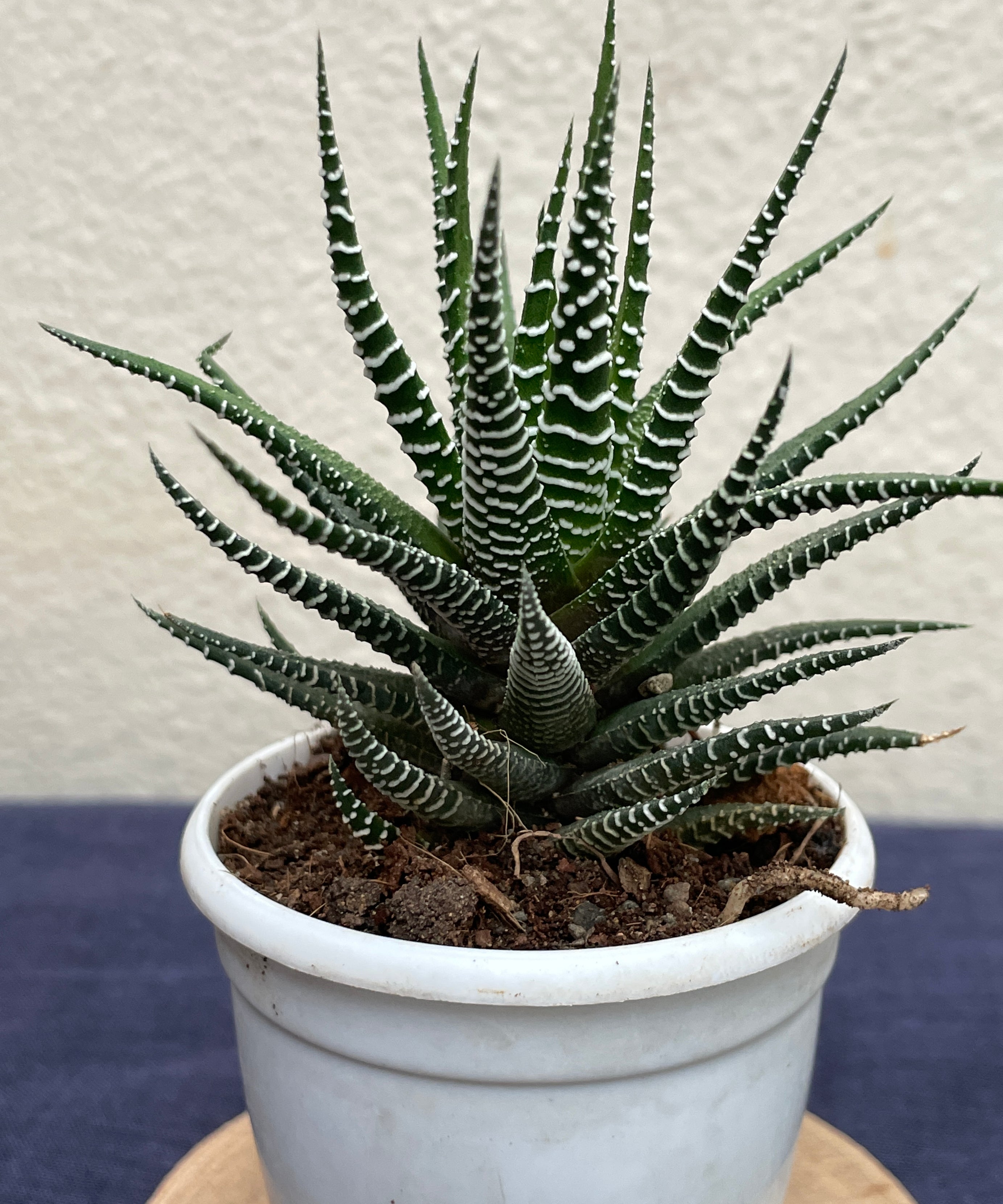 Haworthia Zebra