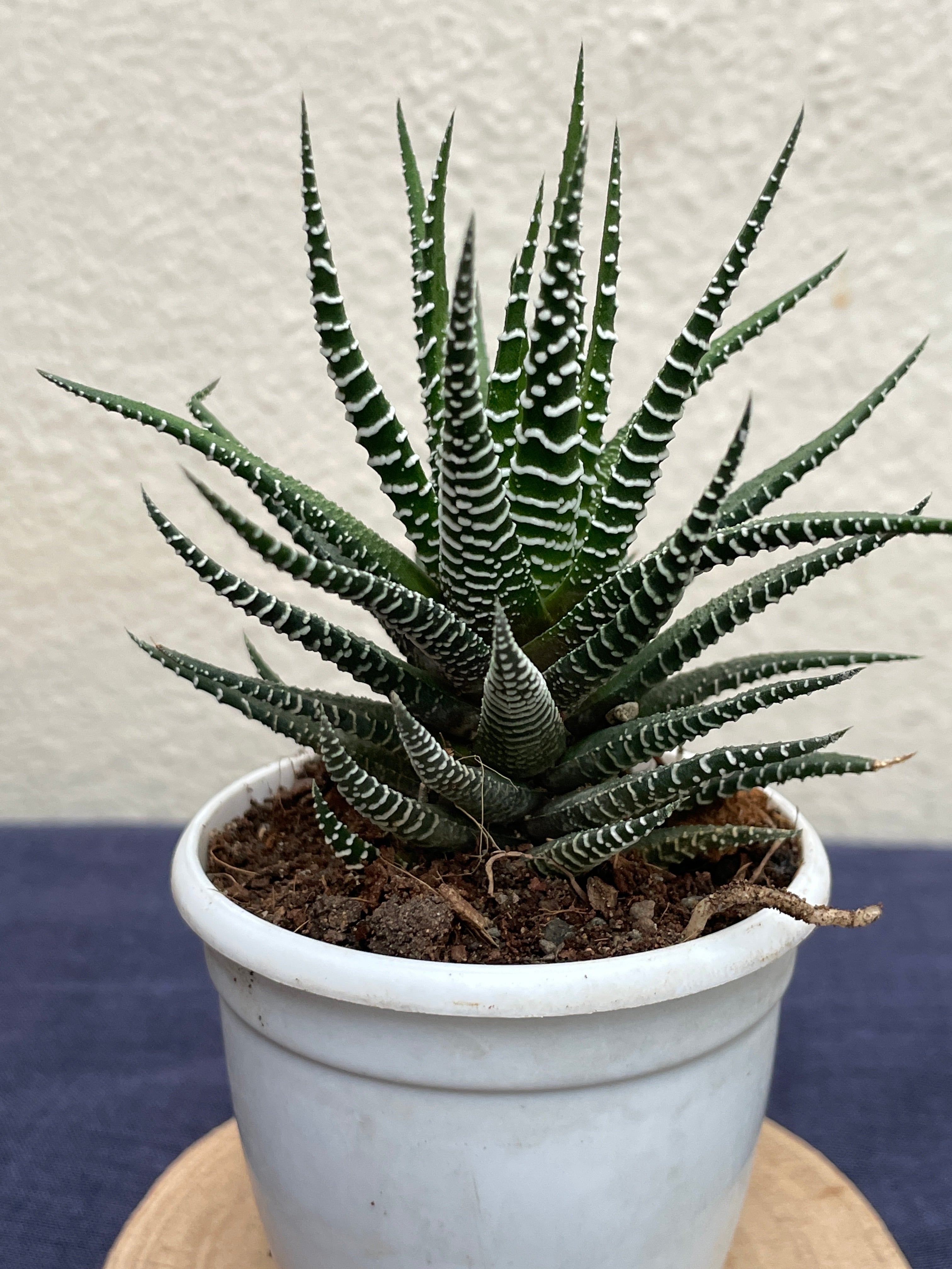 Haworthia Zebra
