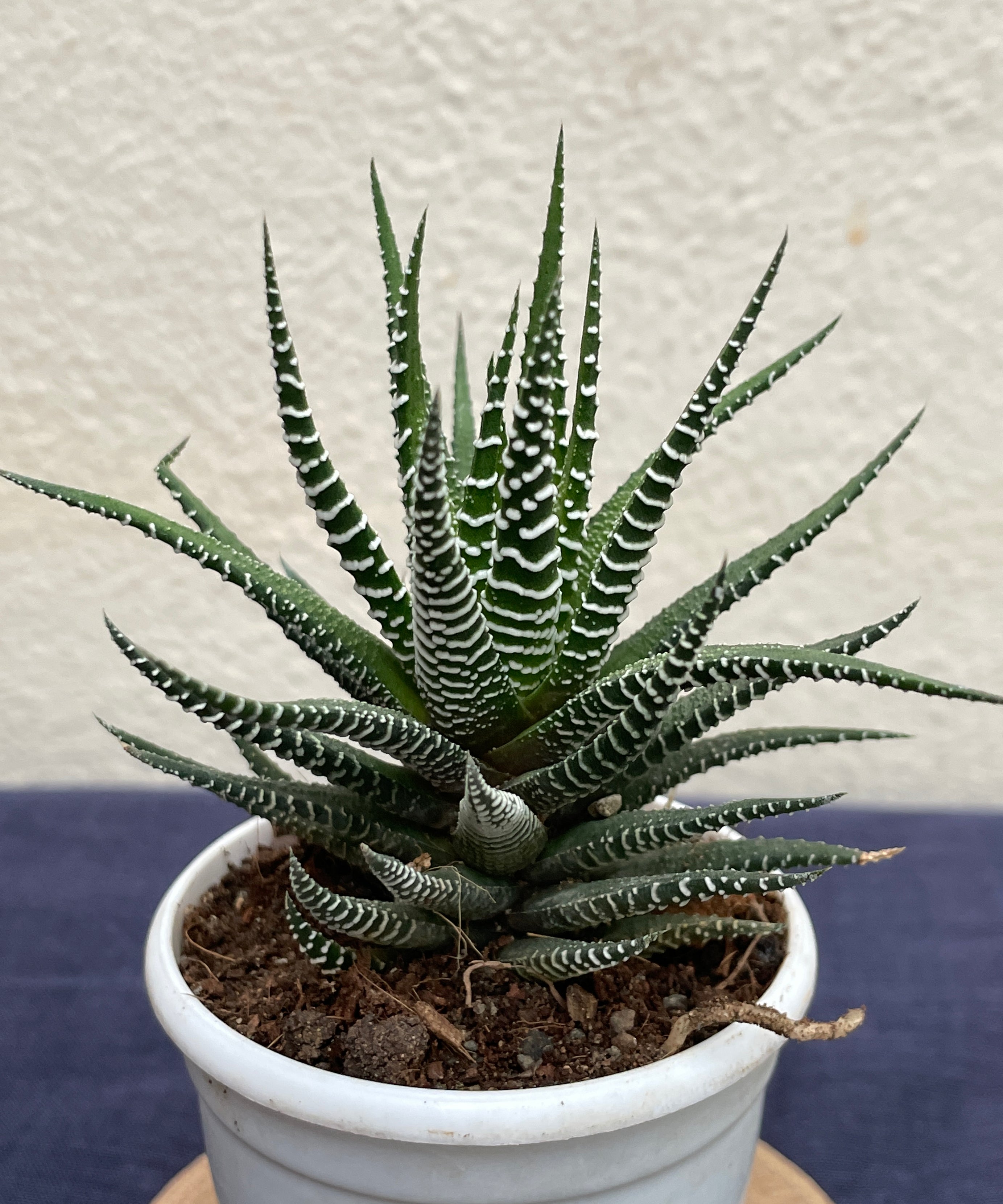 Haworthia Zebra